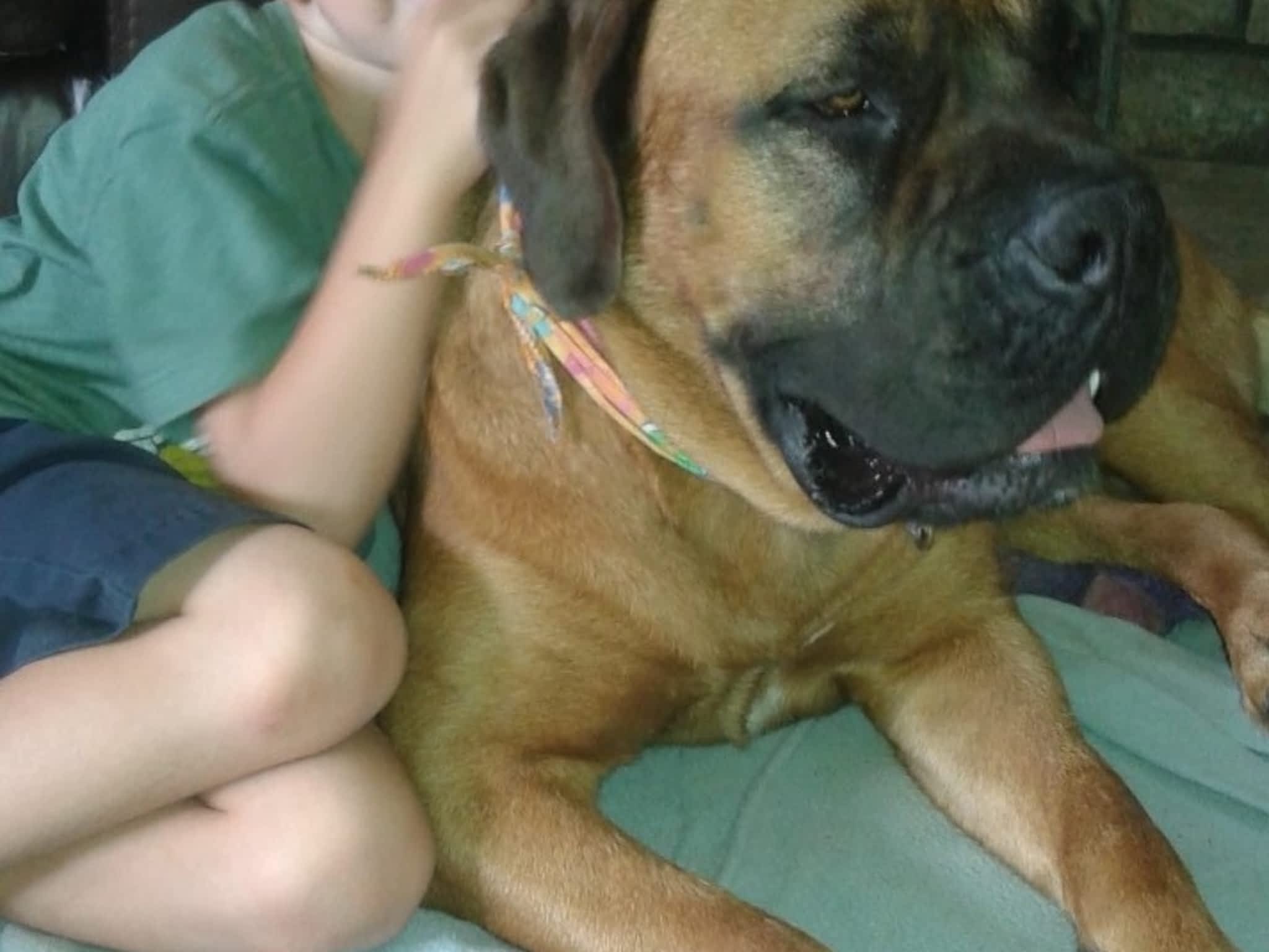 photo Services d'Interventions Mélissa Robitaille