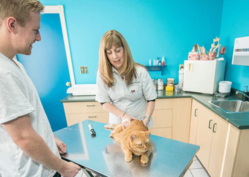 Royal oak cheap veterinary clinic