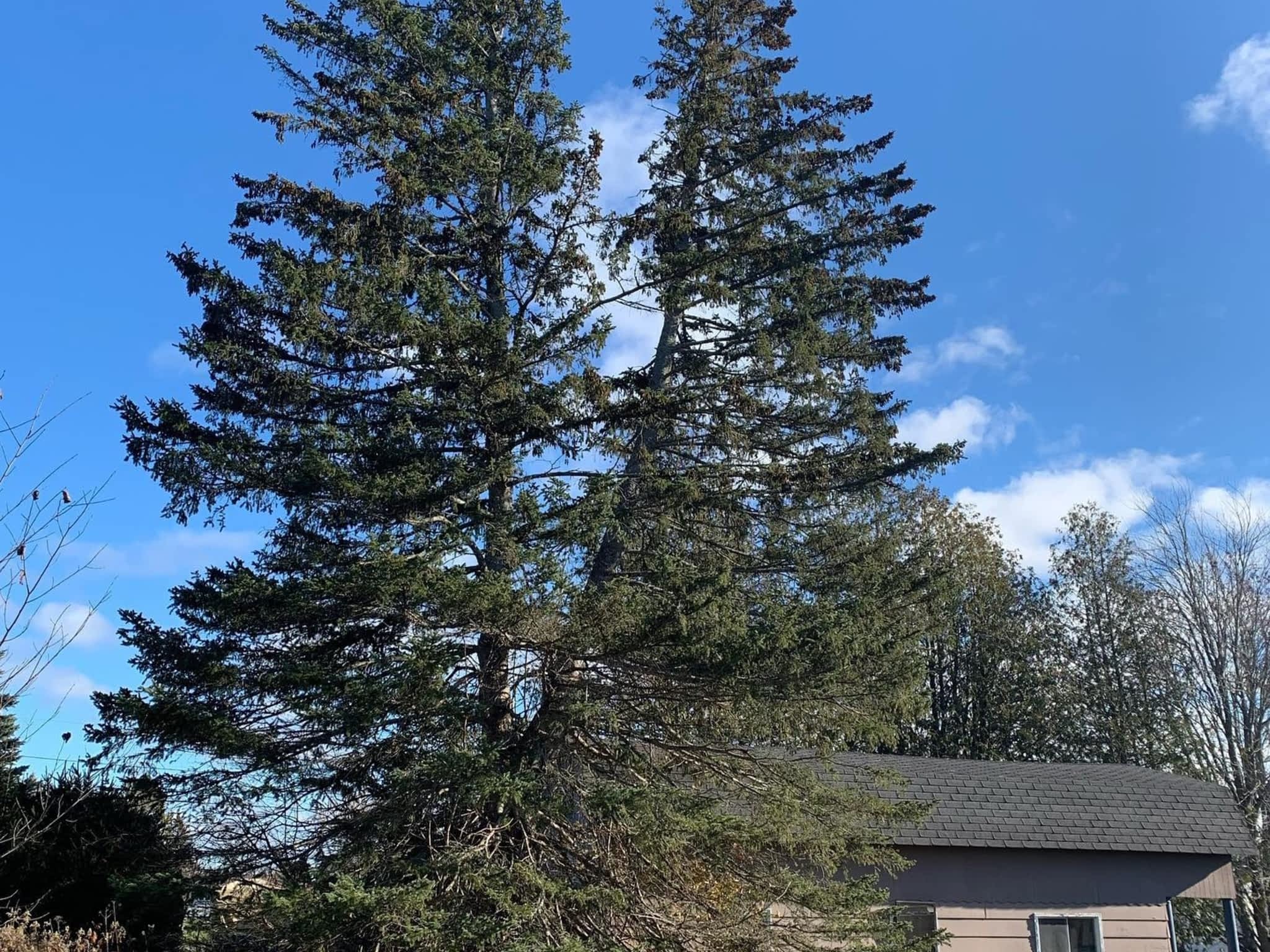 photo O'Blenes Trees & Services