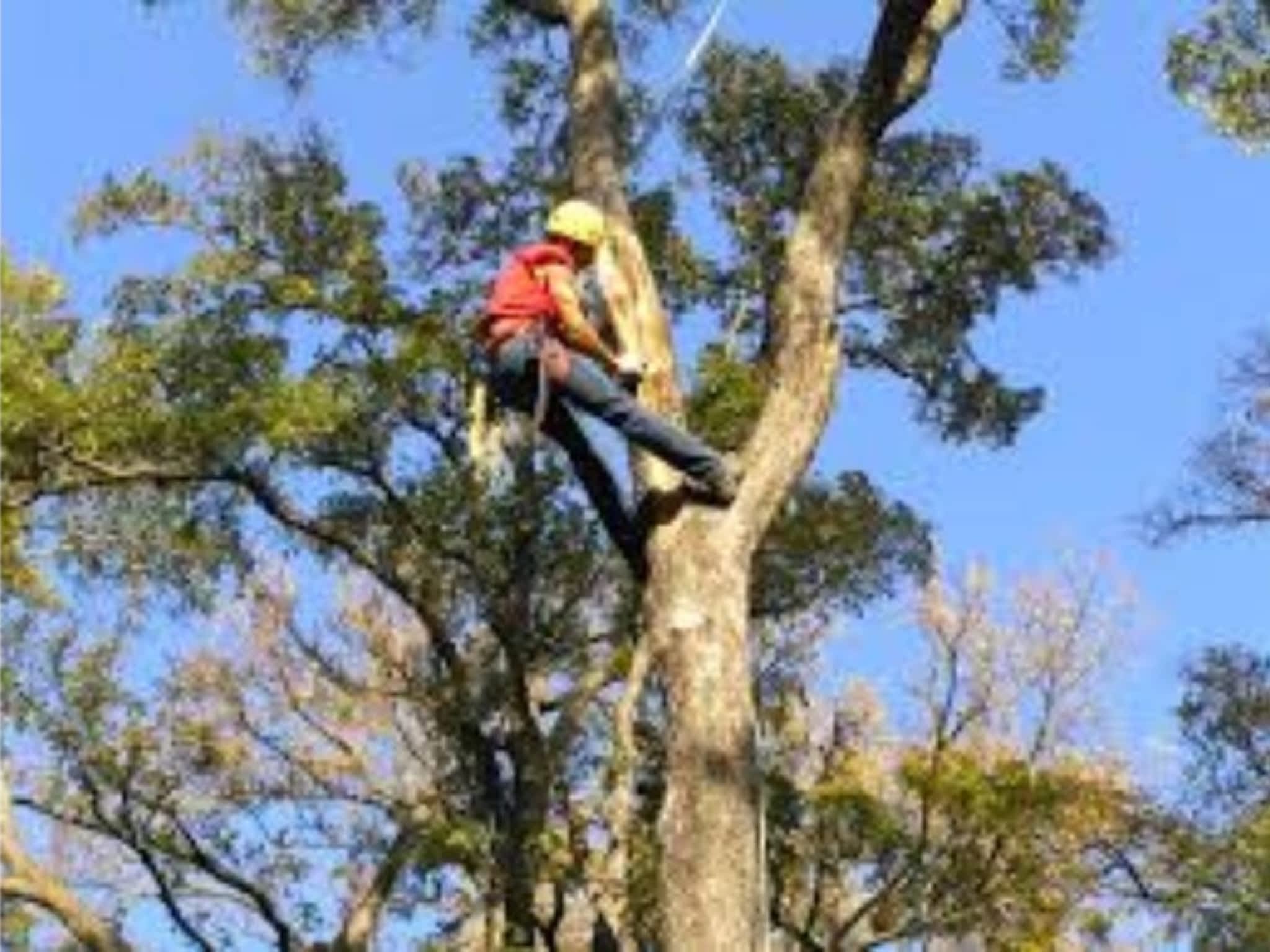 photo Ray's Tree Removal