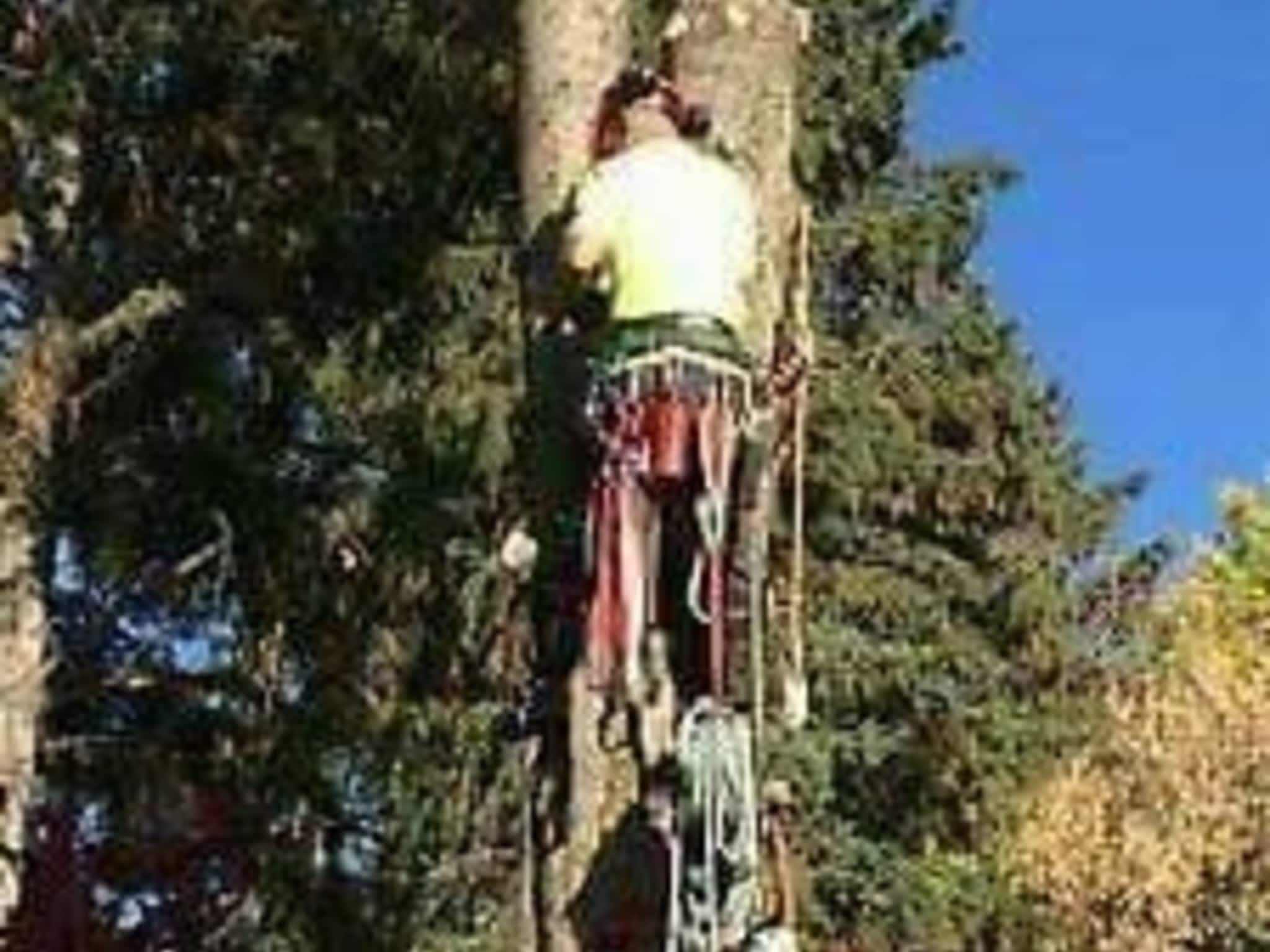 photo Tree Solutions