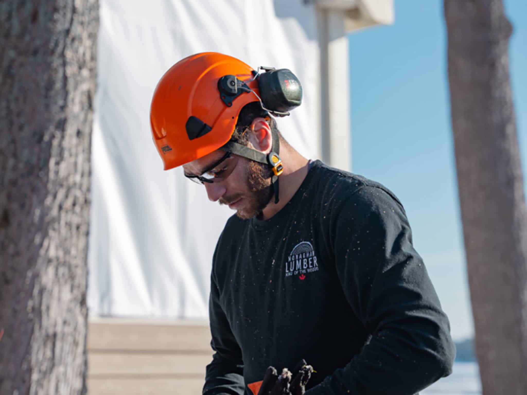 photo Twigs & Trunks