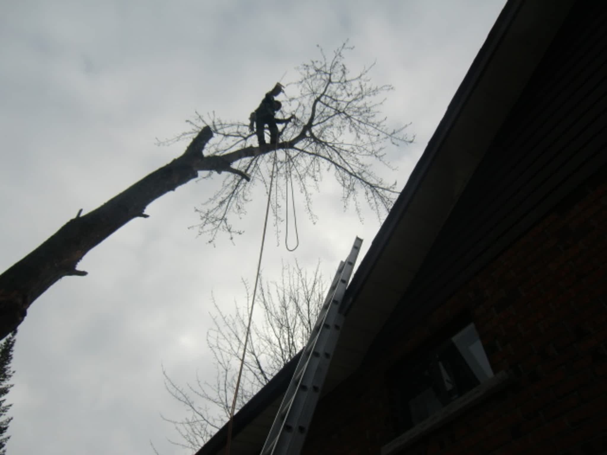 photo Sainte-Julienne's Tree Pruning and Felling
