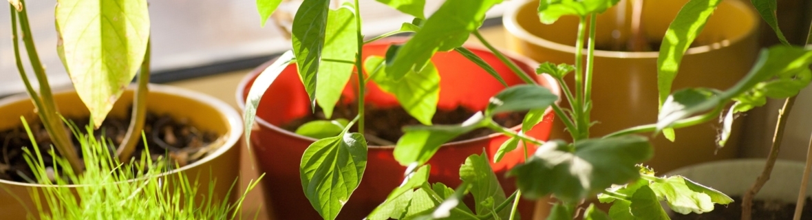 Expert advice on growing an indoor garden