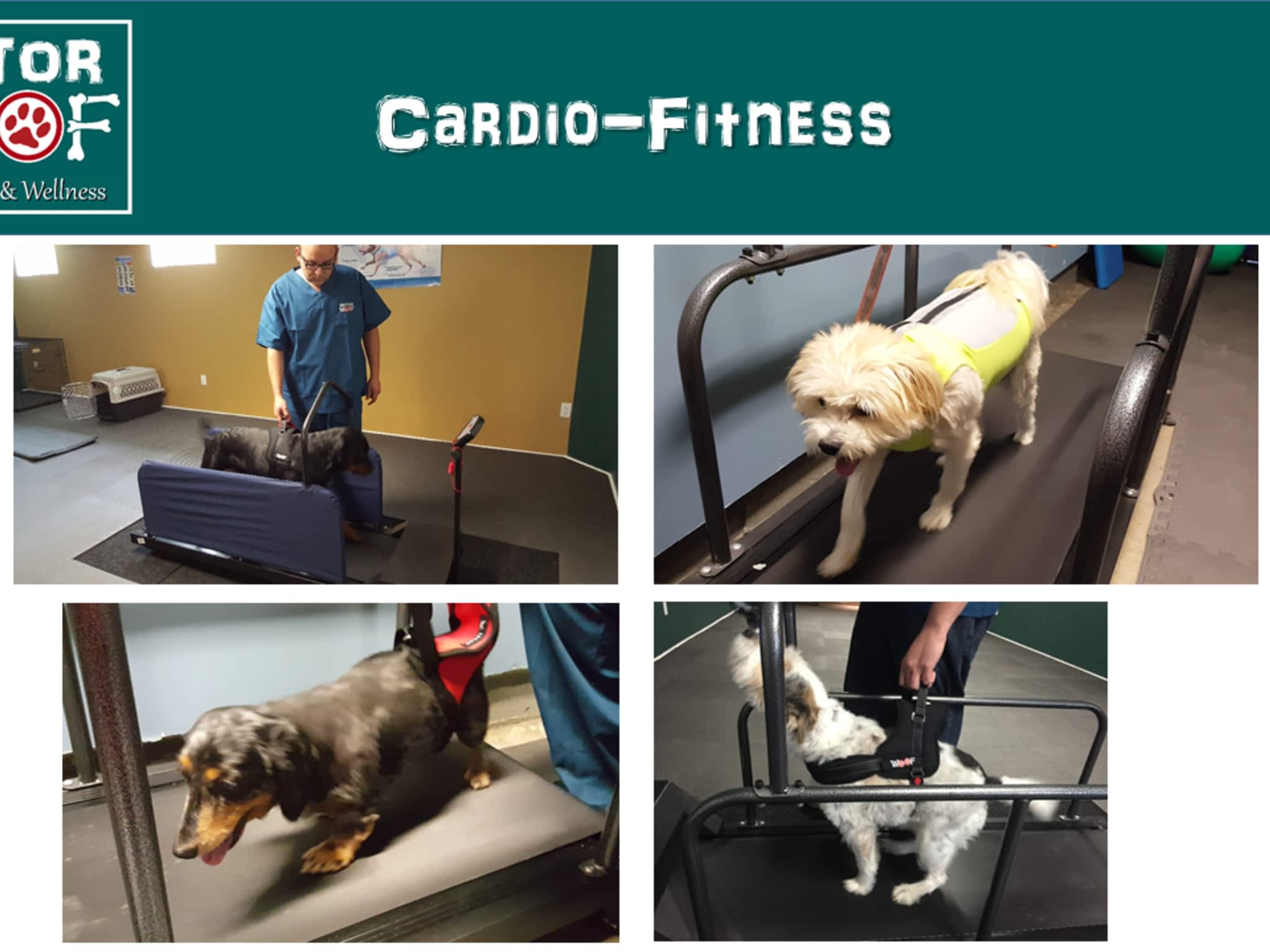 photo Sector Woof Canine Fitness & Wellness