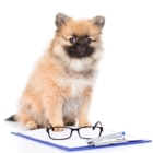 Vetwise Animal Hospital - Veterinarians
