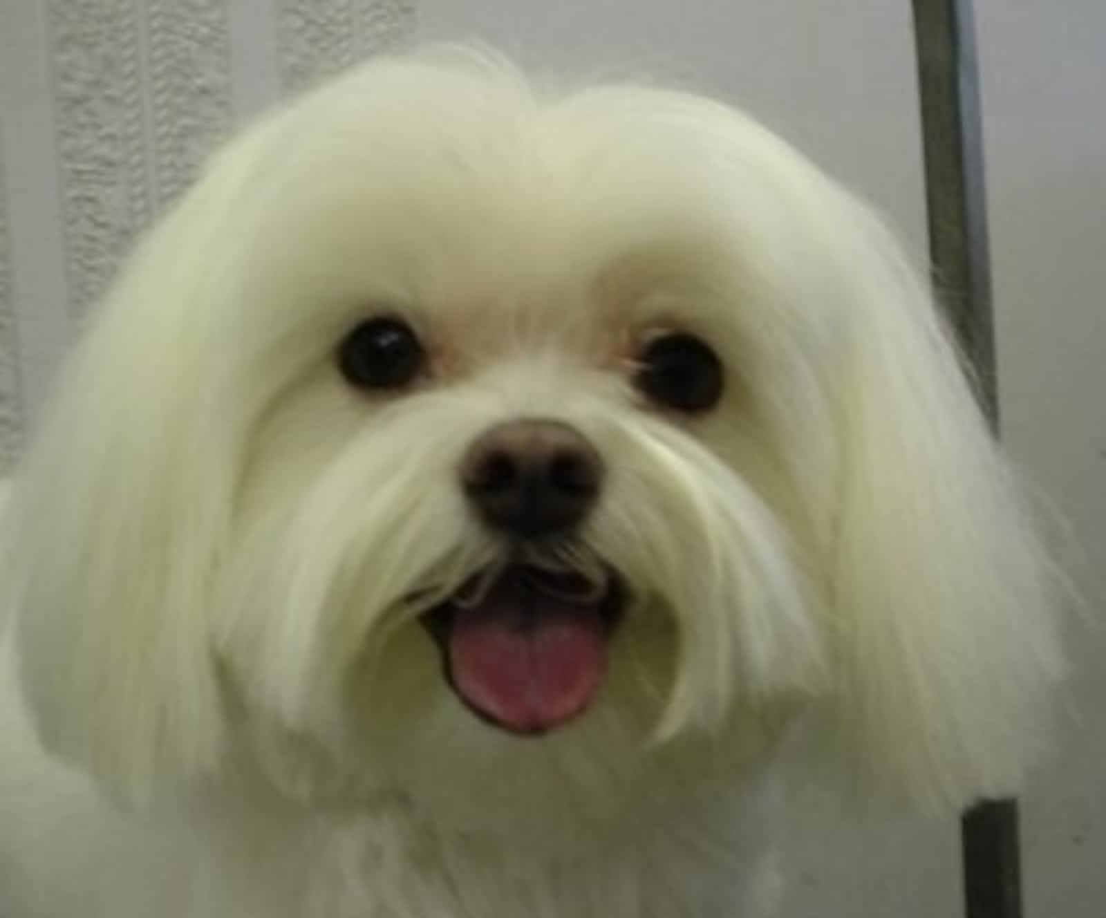 roxie daisy pet salon