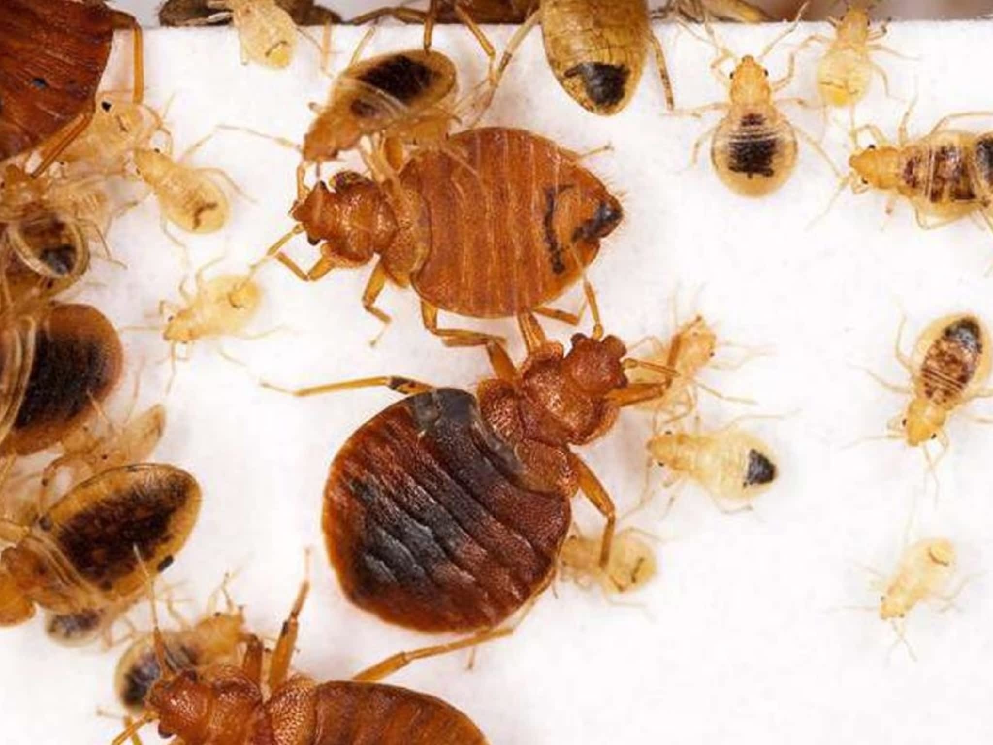 photo Phantom Pest Control Maple Ridge