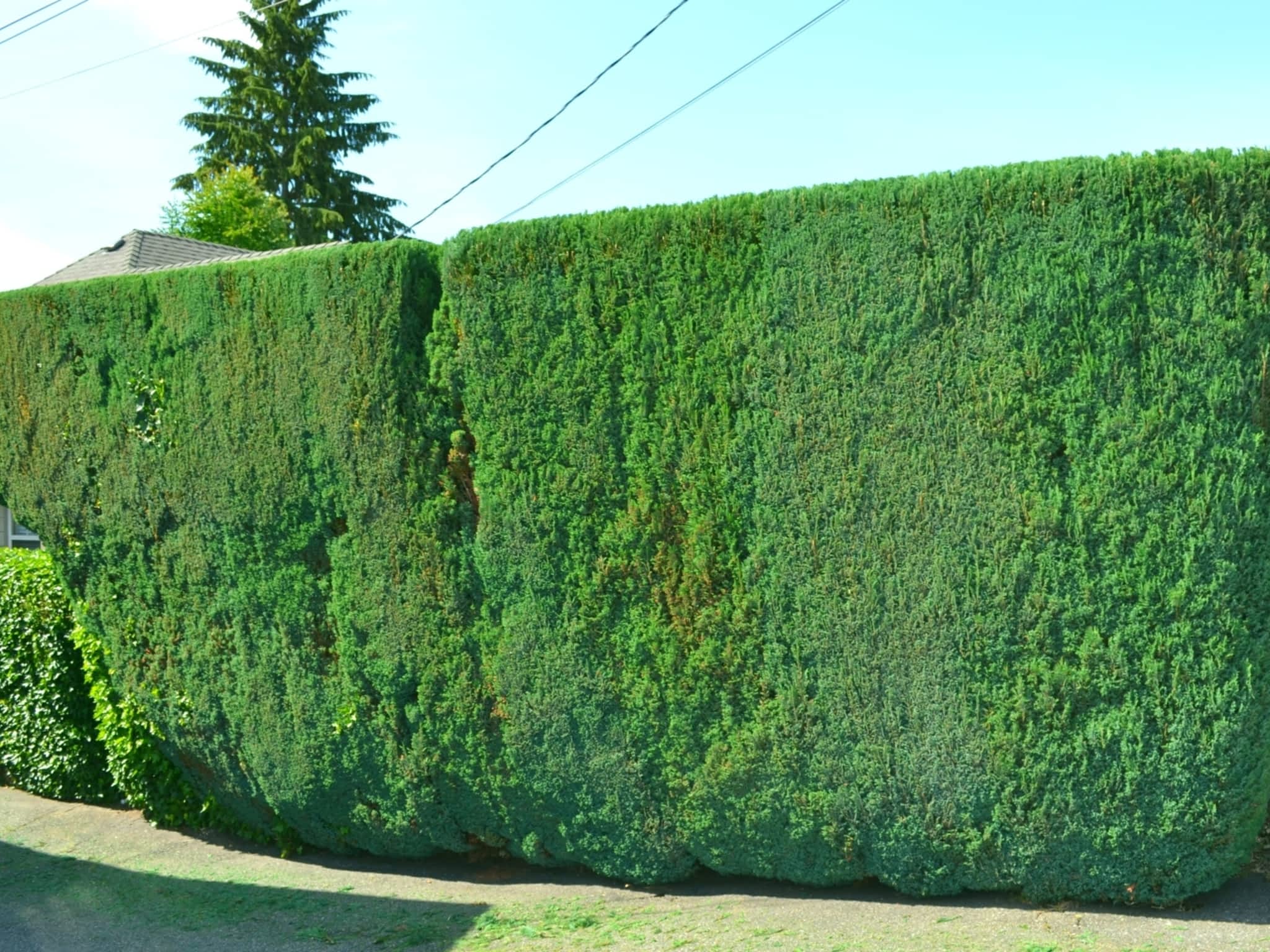 photo Harmony Pruning Service