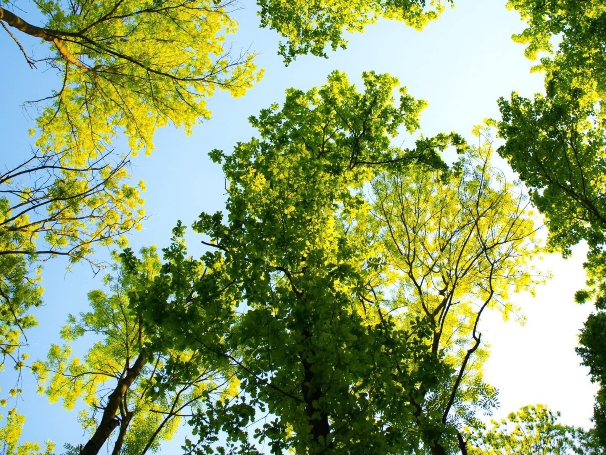 photo Mayday Tree Services