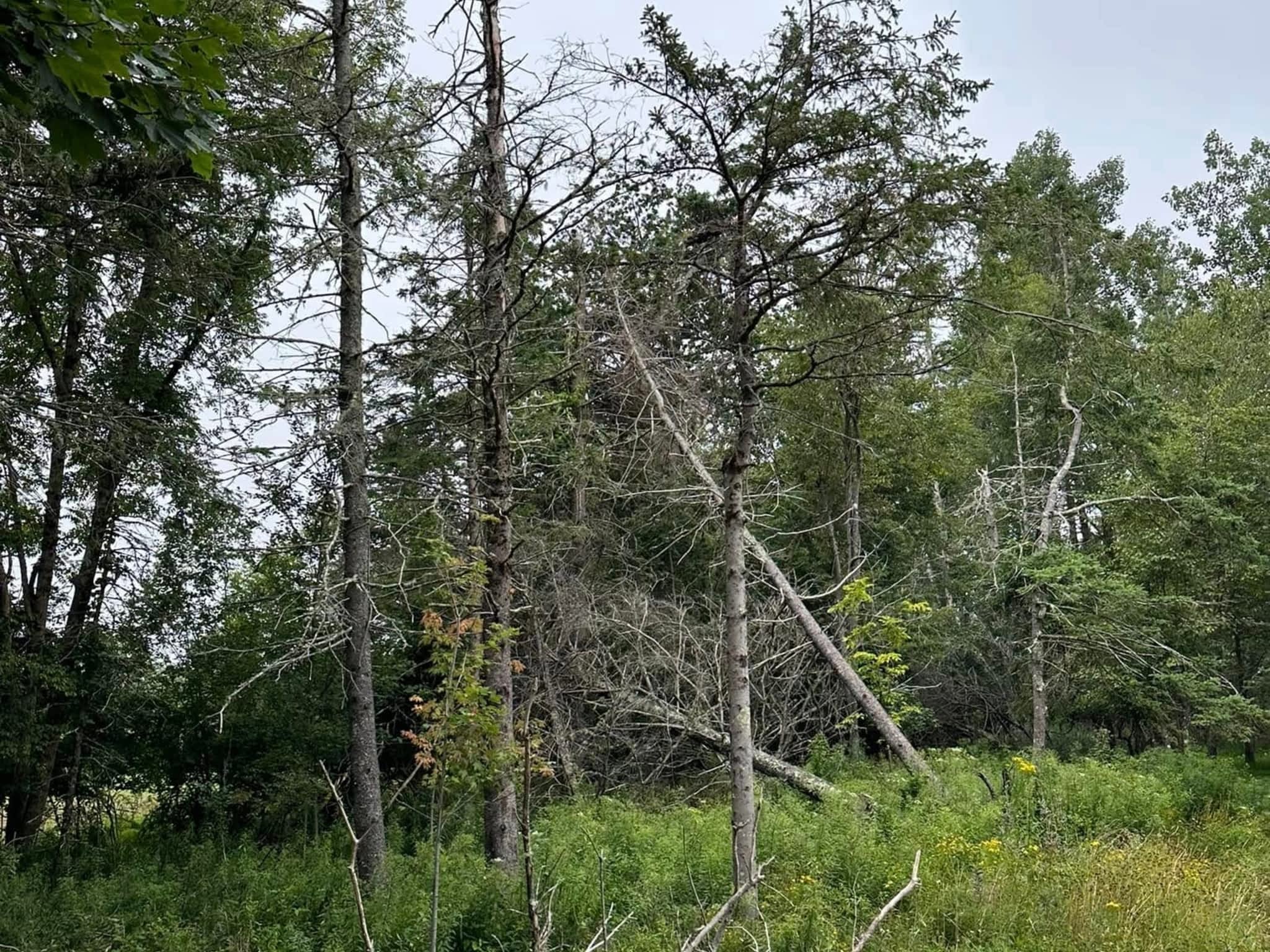 photo Cleghorn's Tree Service