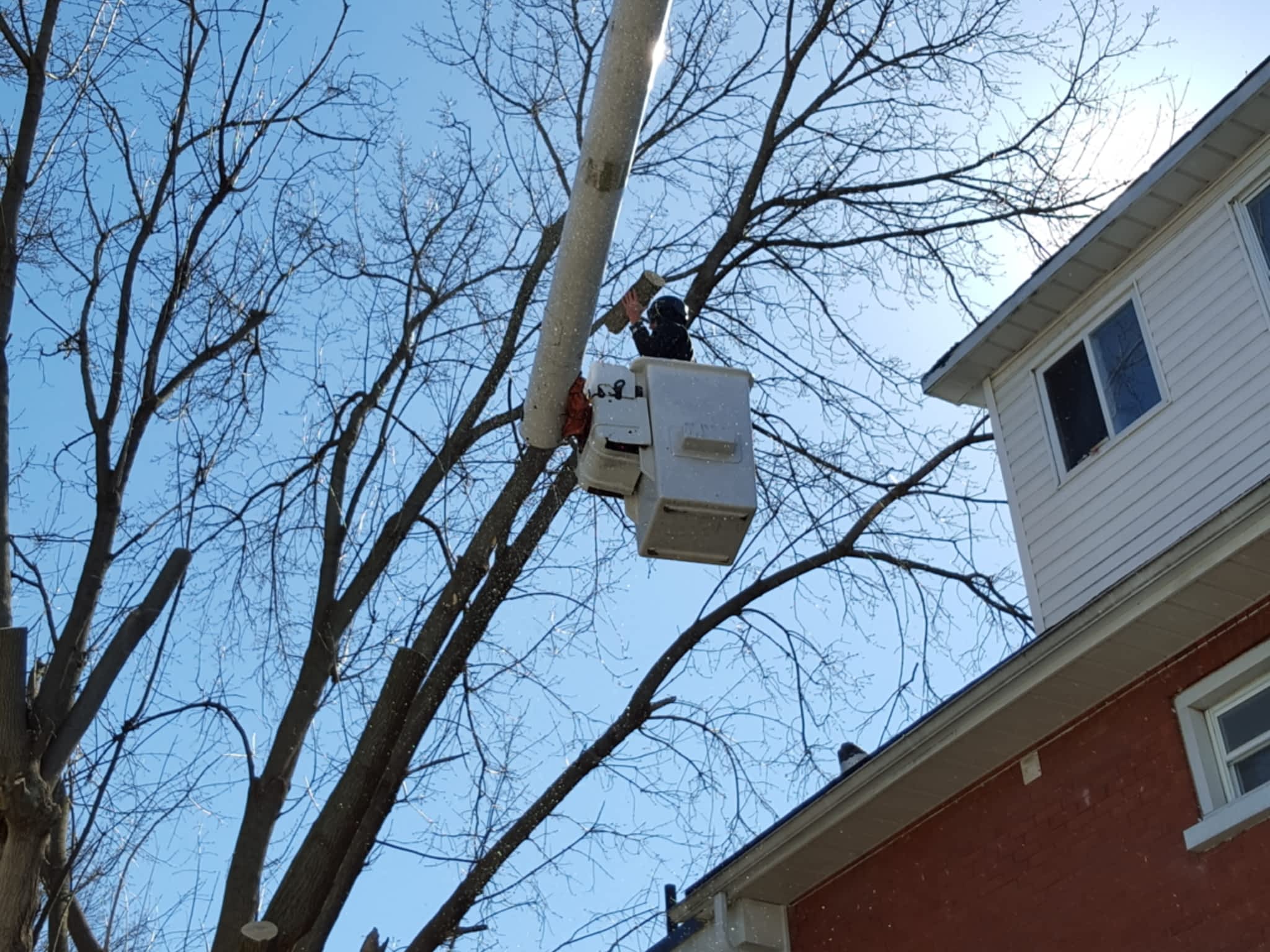 photo Branches Tree Service
