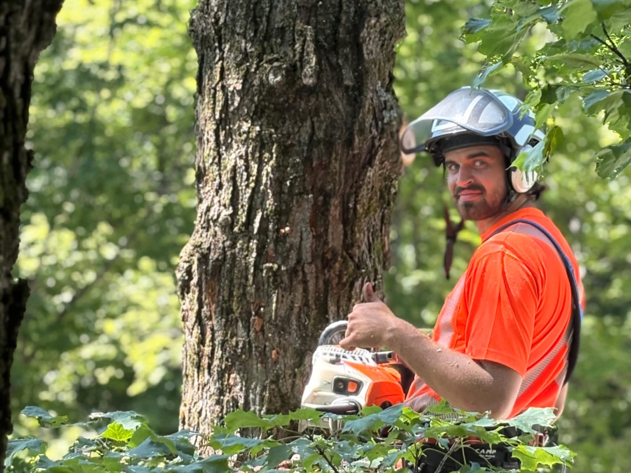 photo Arboriculture DB Inc.