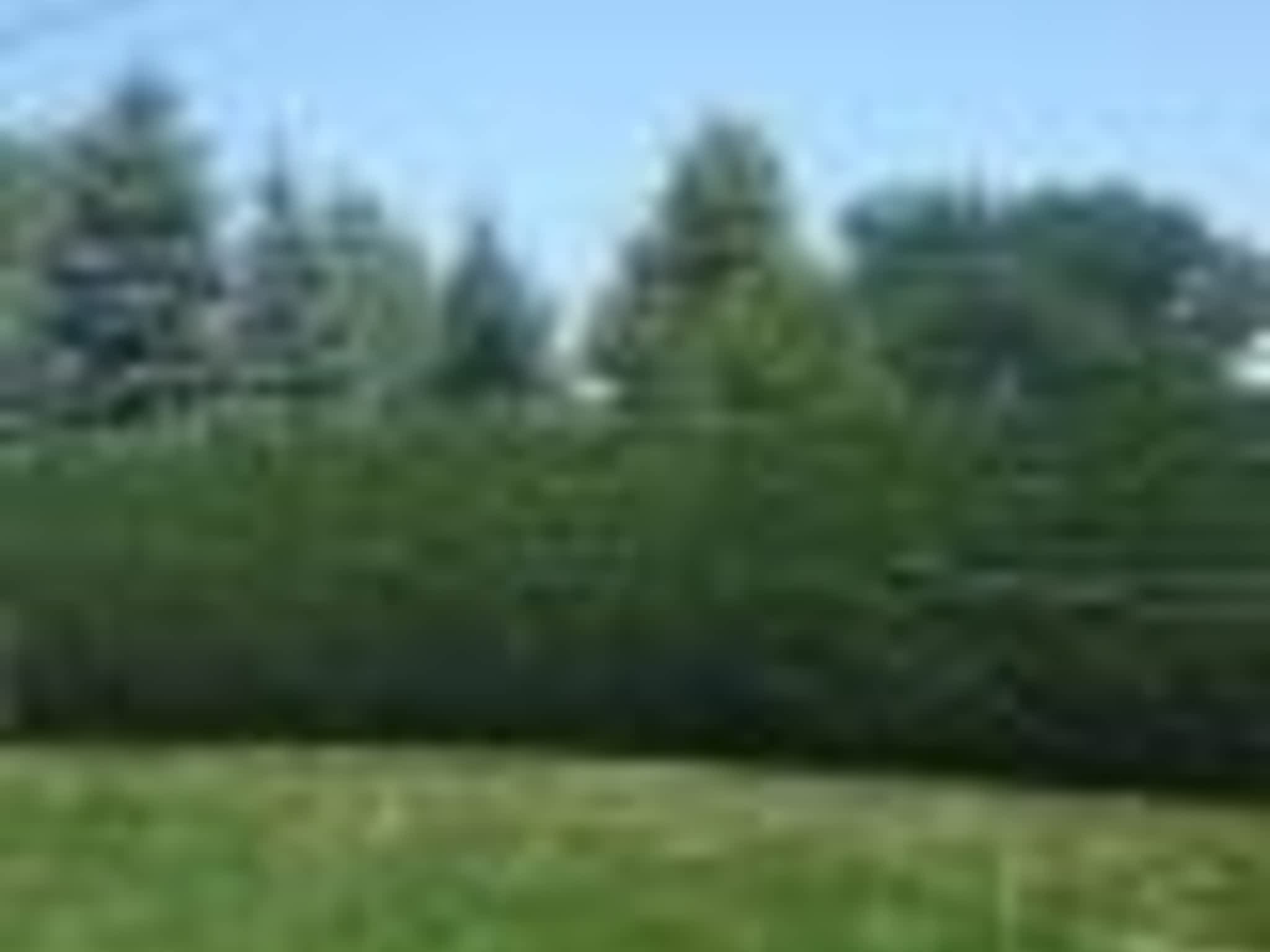 photo Taillage Compétitif CB