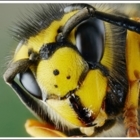 Affordable Pest Control & Bee Removal - Pest Control Services