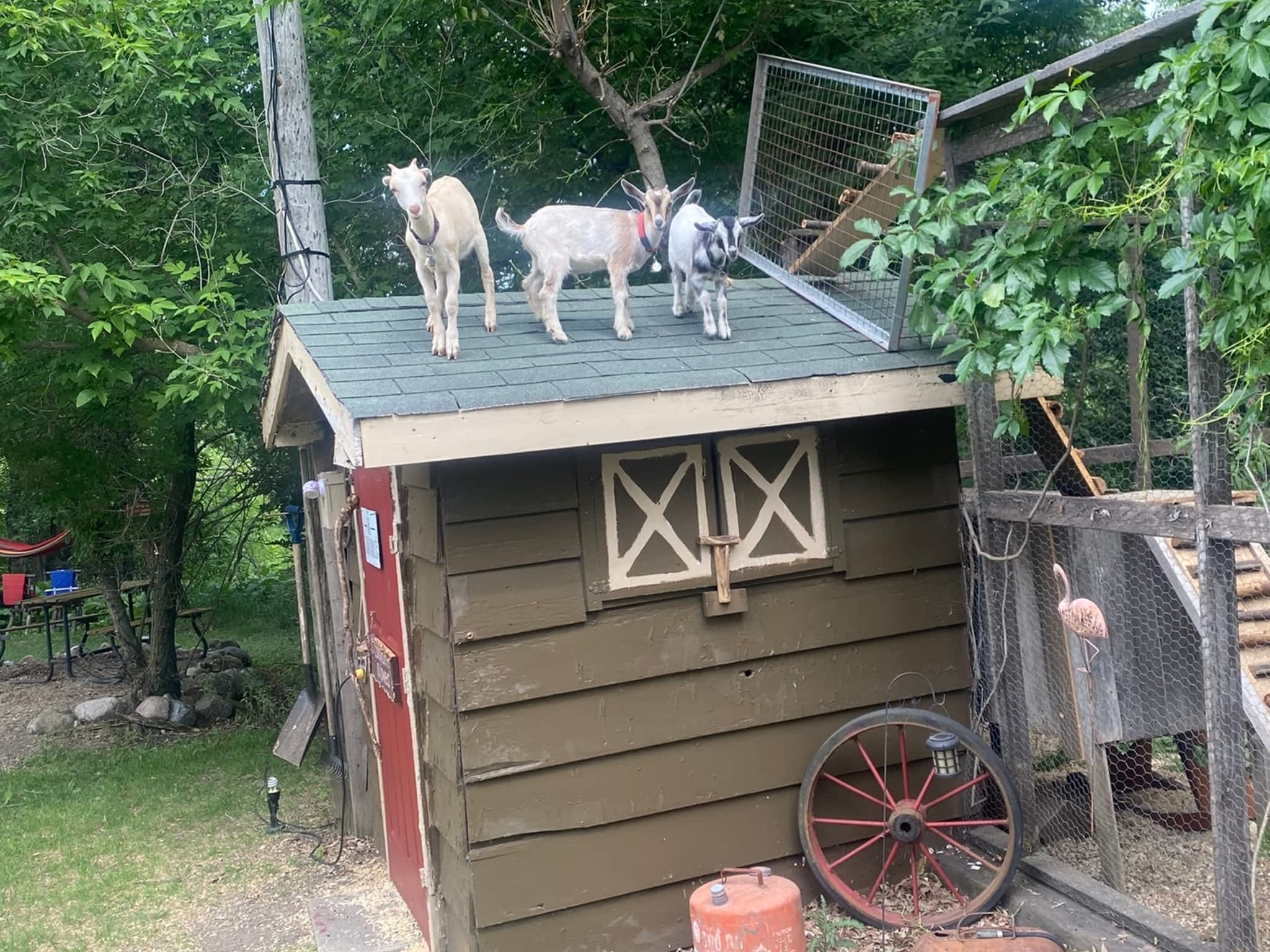 photo Shepherd's Trails