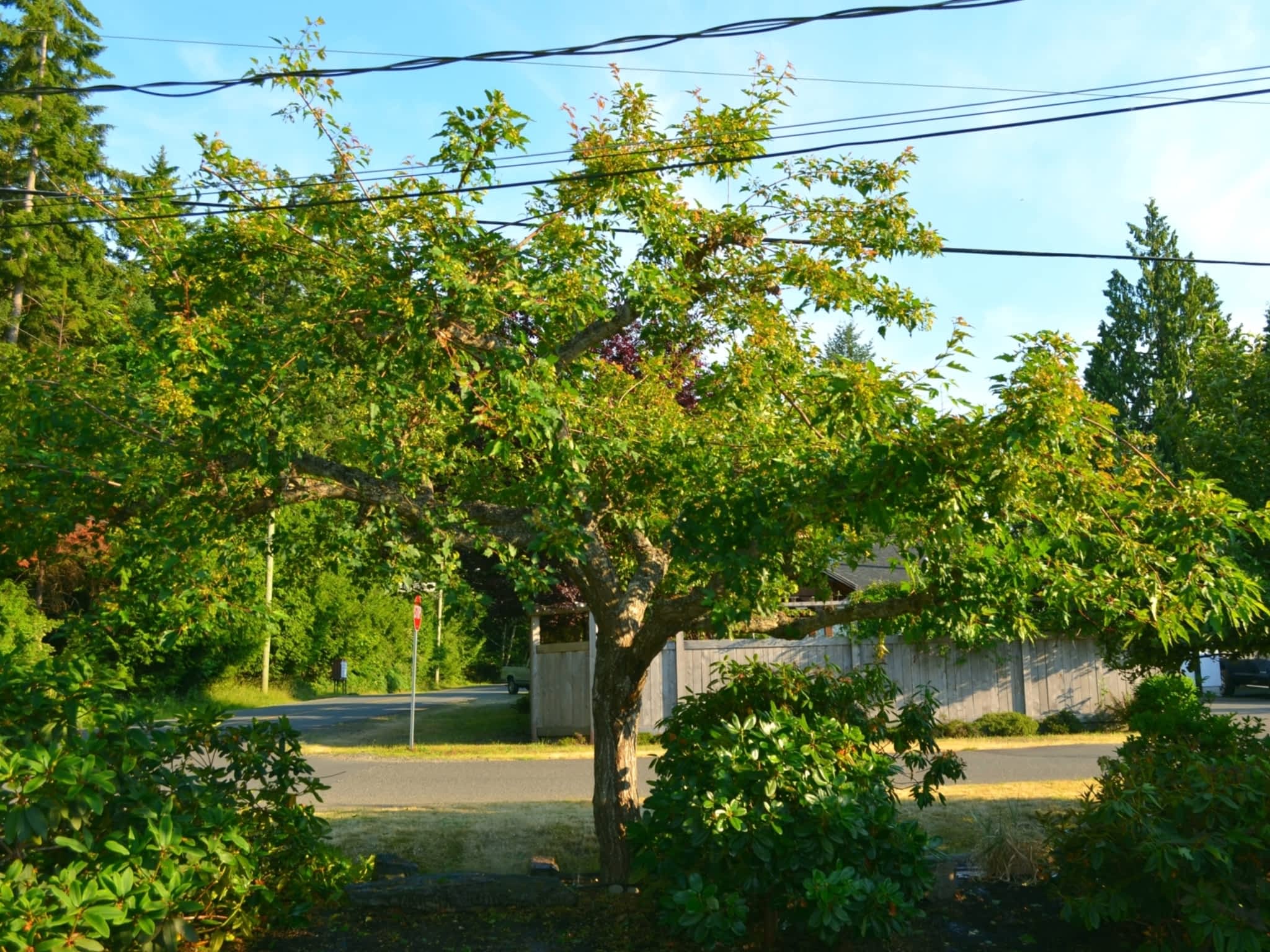 photo Harmony Pruning Service