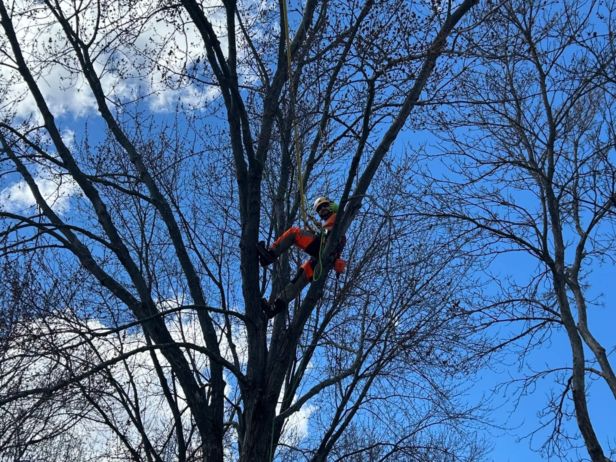 photo Juneau Tree Services