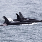 Orca Spirit Adventures Ltd - Observation des baleines