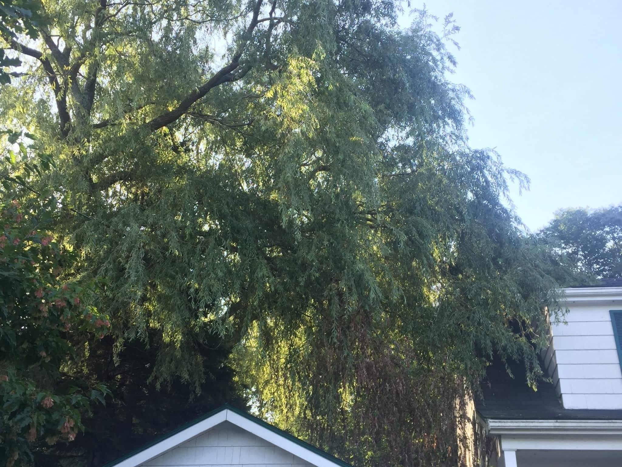 photo Solid Tree Care