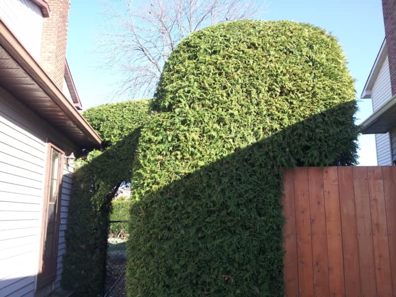 Francis Cedar Hedge Trimming Navan, ON 2796 Tenth Line Rd Canpages
