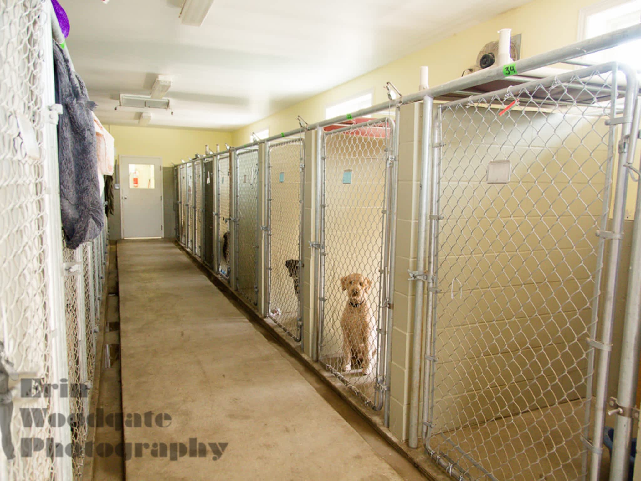photo Animal Care Centre-Lobo