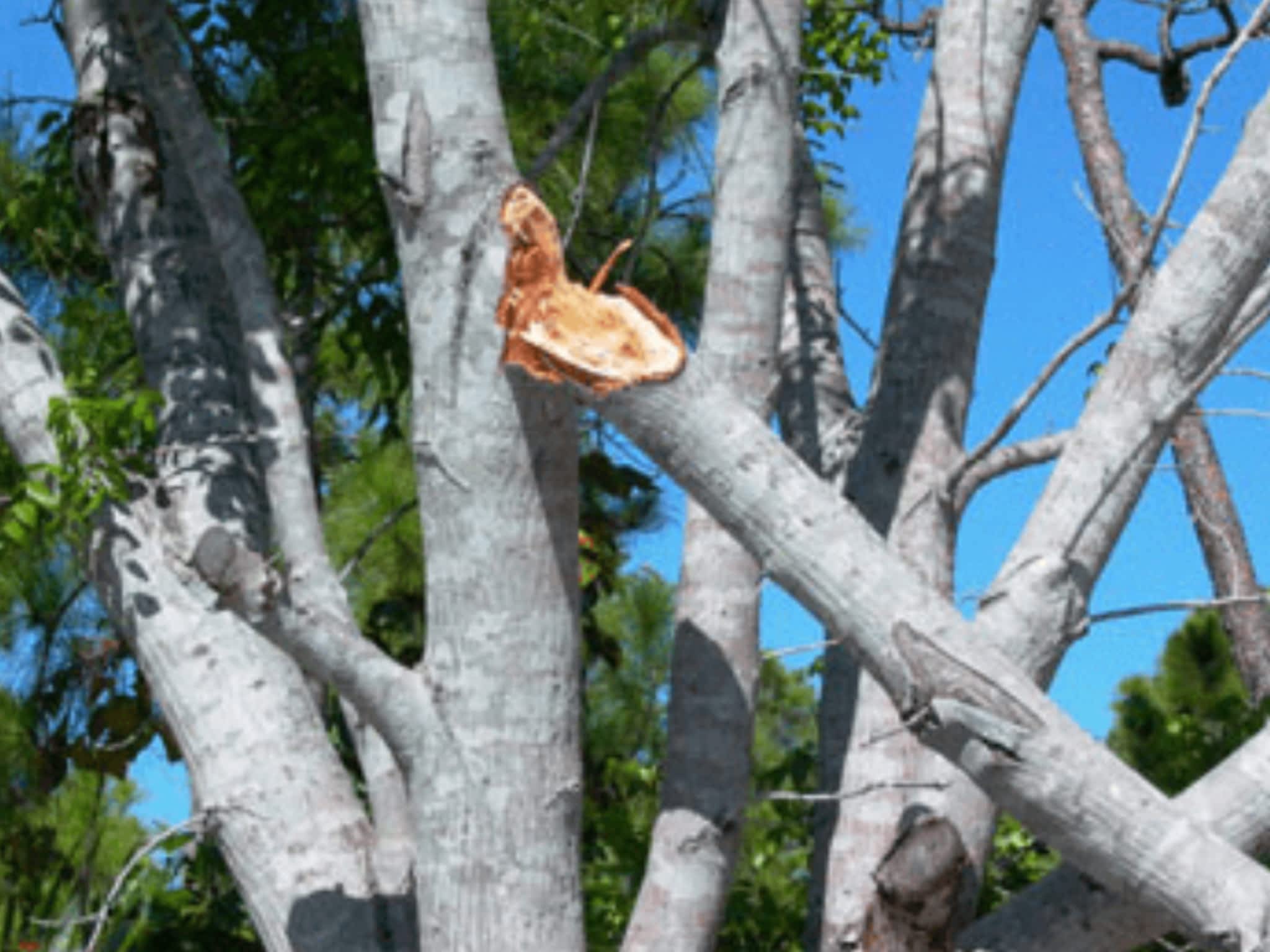 photo Zen Tree Care Consulting Inc