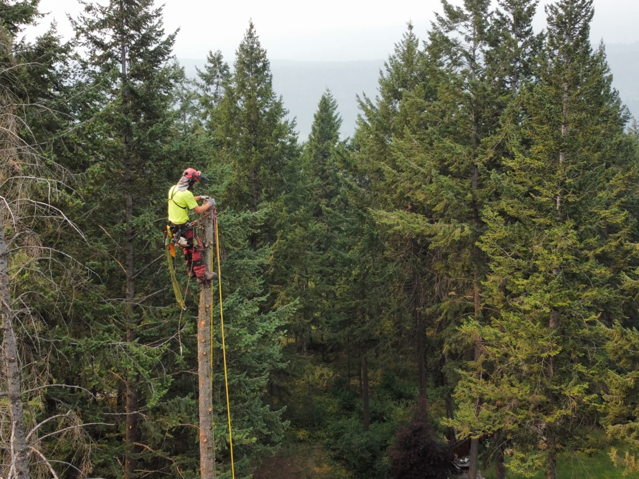 photo Green Leaf Tree Services