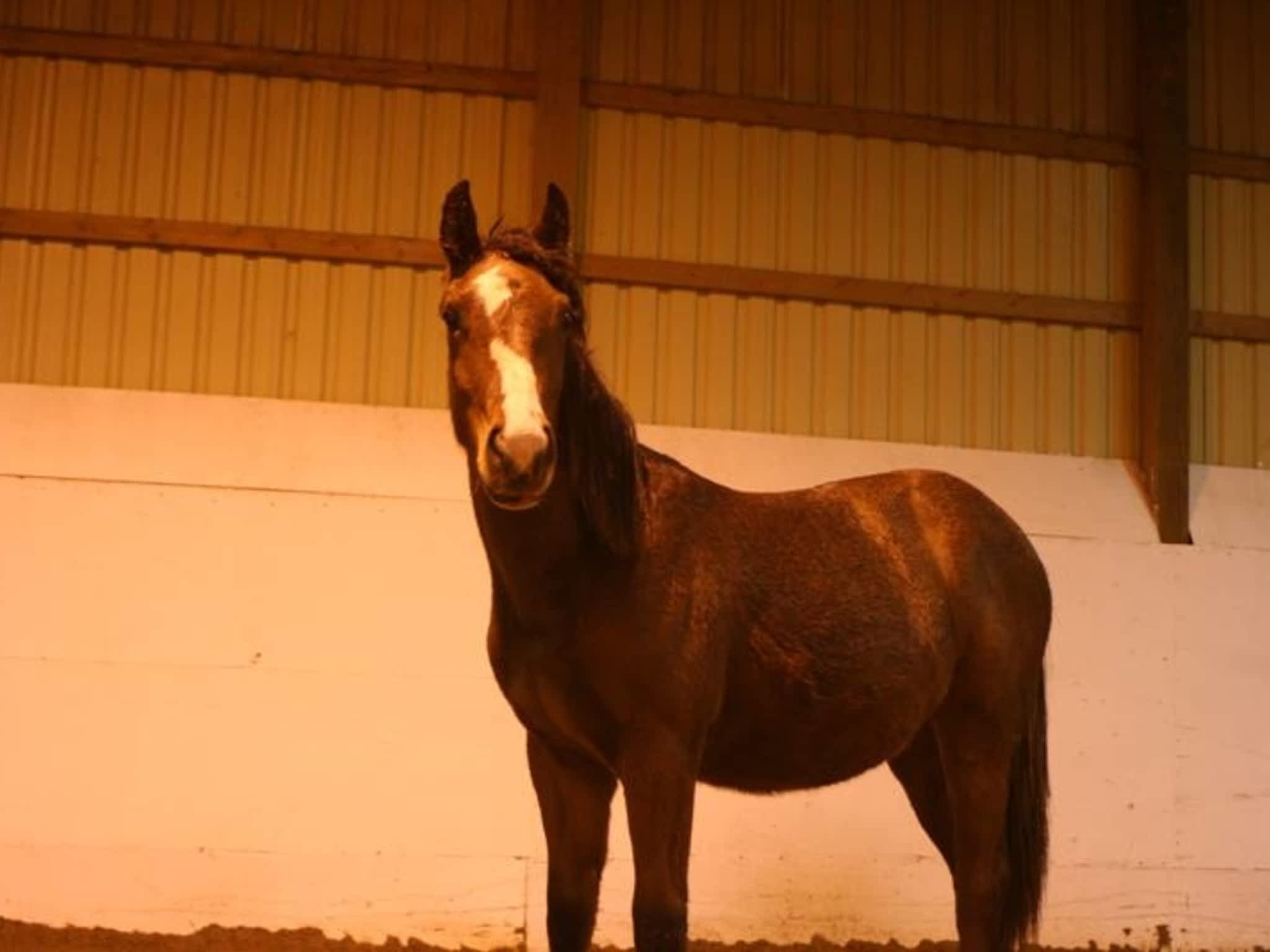 photo Fire Fly Stables