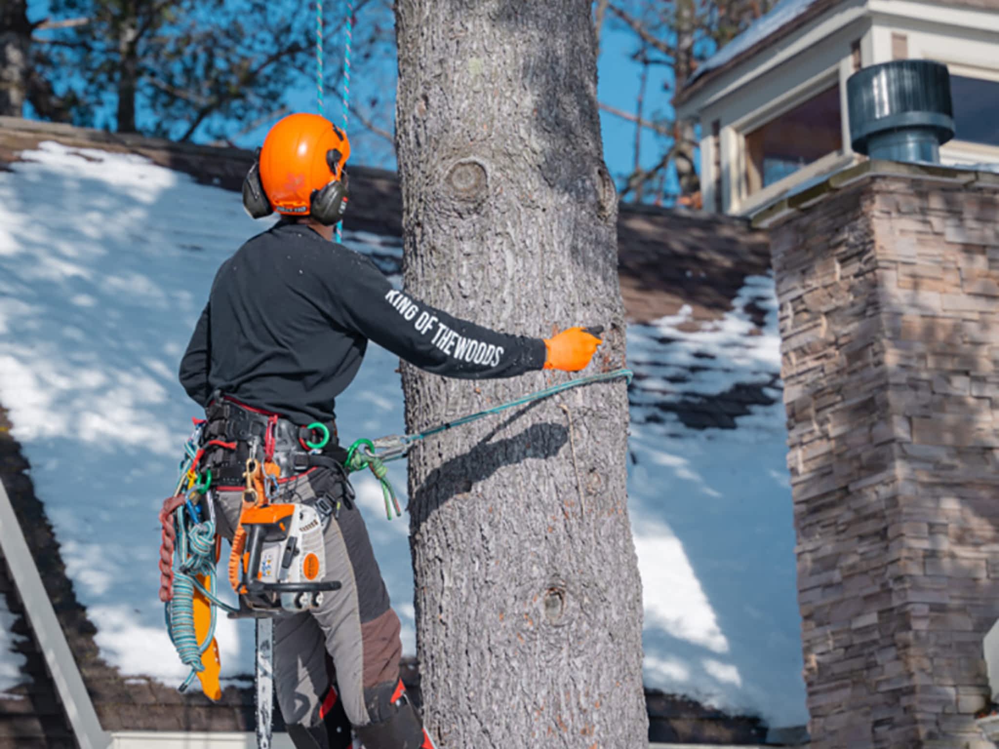 photo Twigs & Trunks