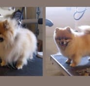 bow wow's dog grooming