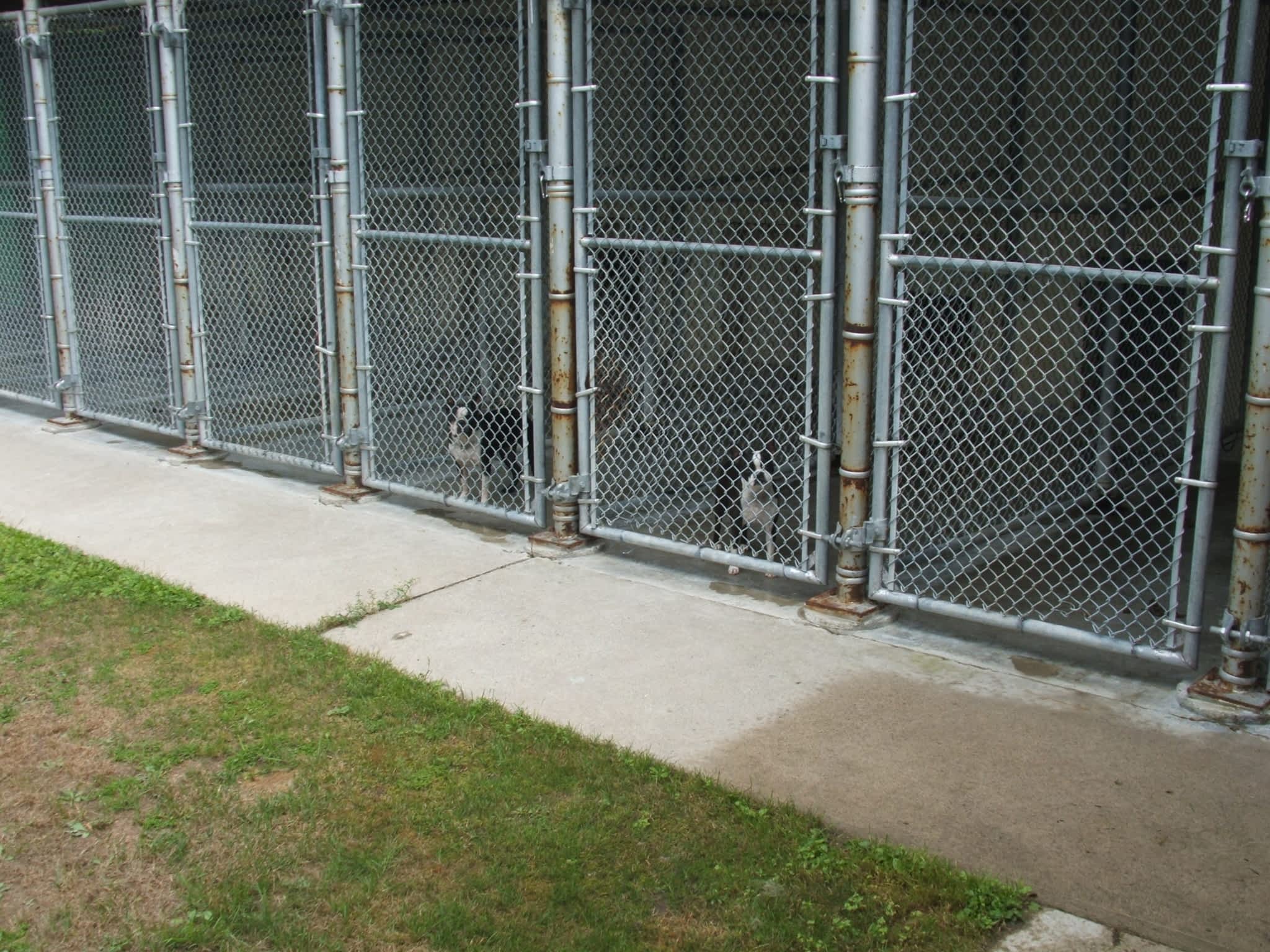 Country Kennels Baltimore, ON 626 County Road 22 RR 2 Canpages