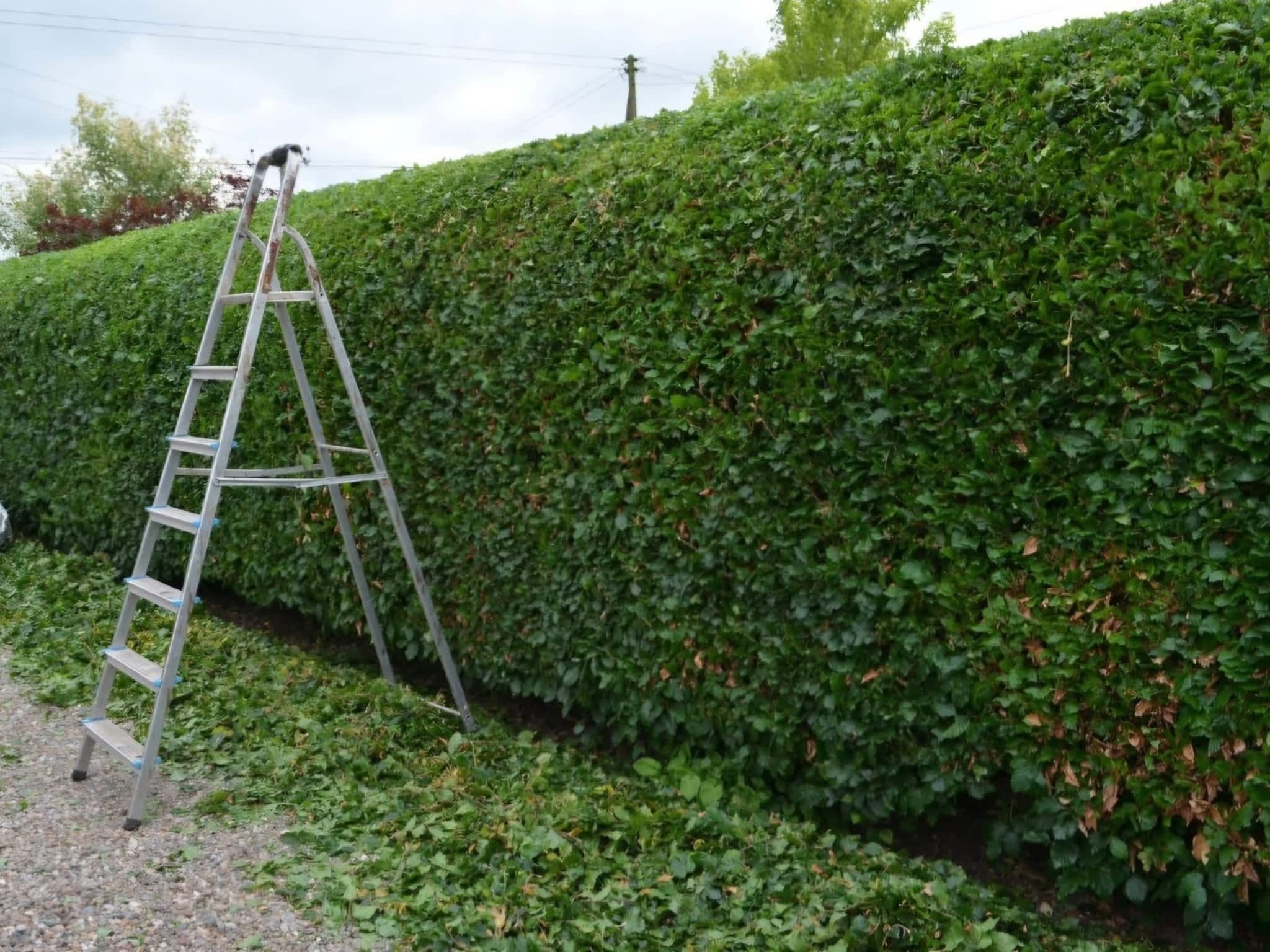 photo Twin Rivers Tree Service and Landscaping - Frase r Valley