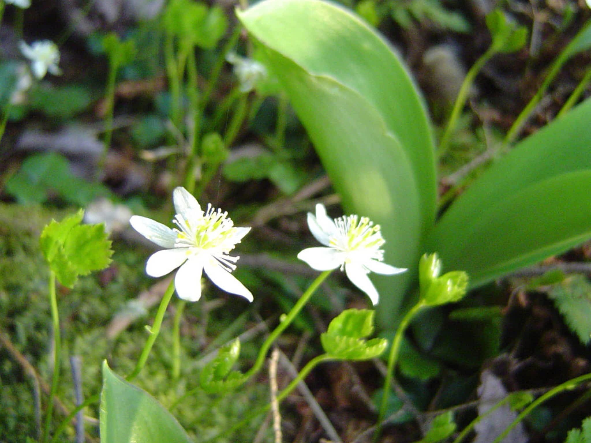 photo Nathalie Dugas Naturopathe / Herboriste