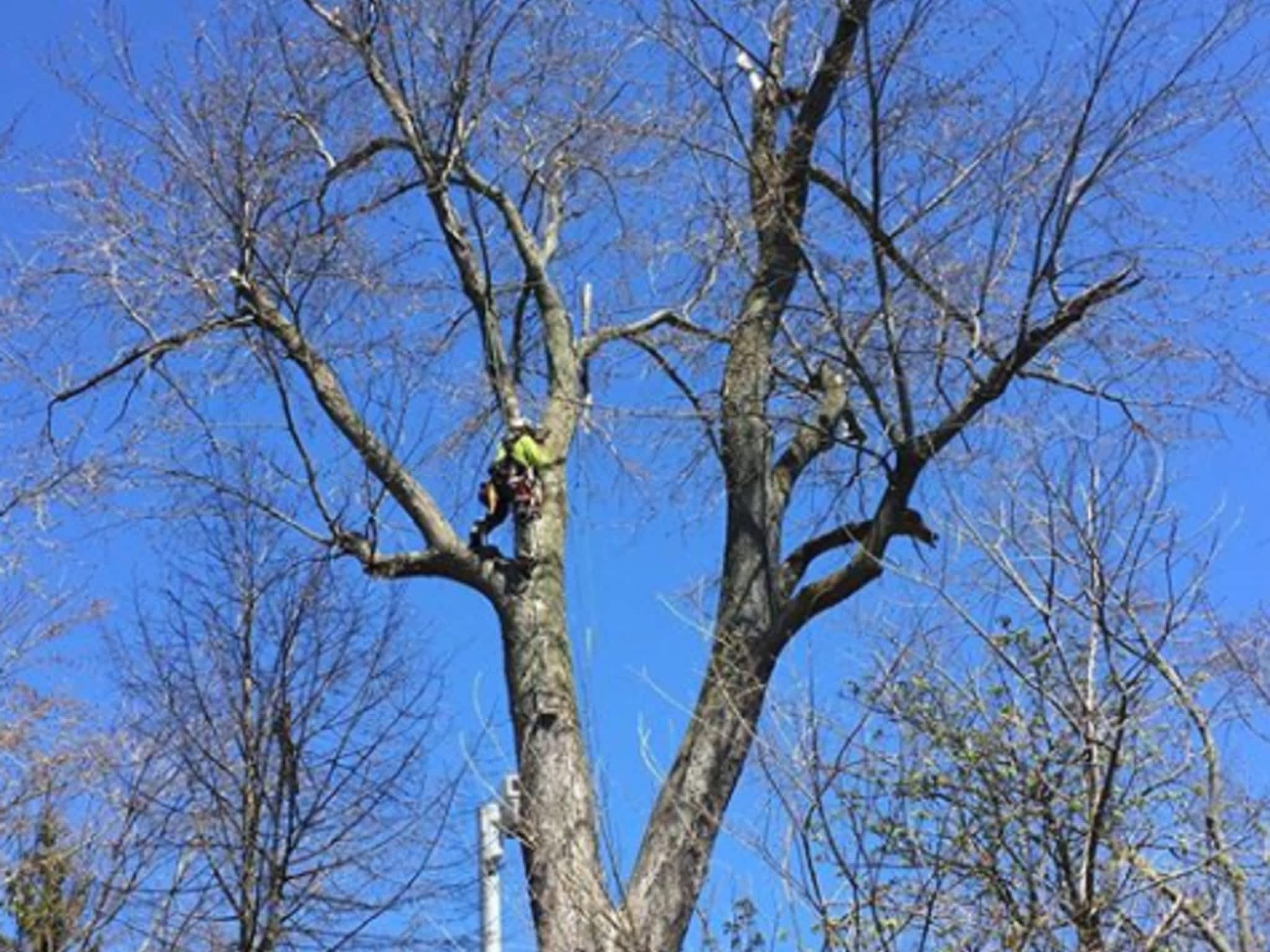 photo J. Daniels' Trees