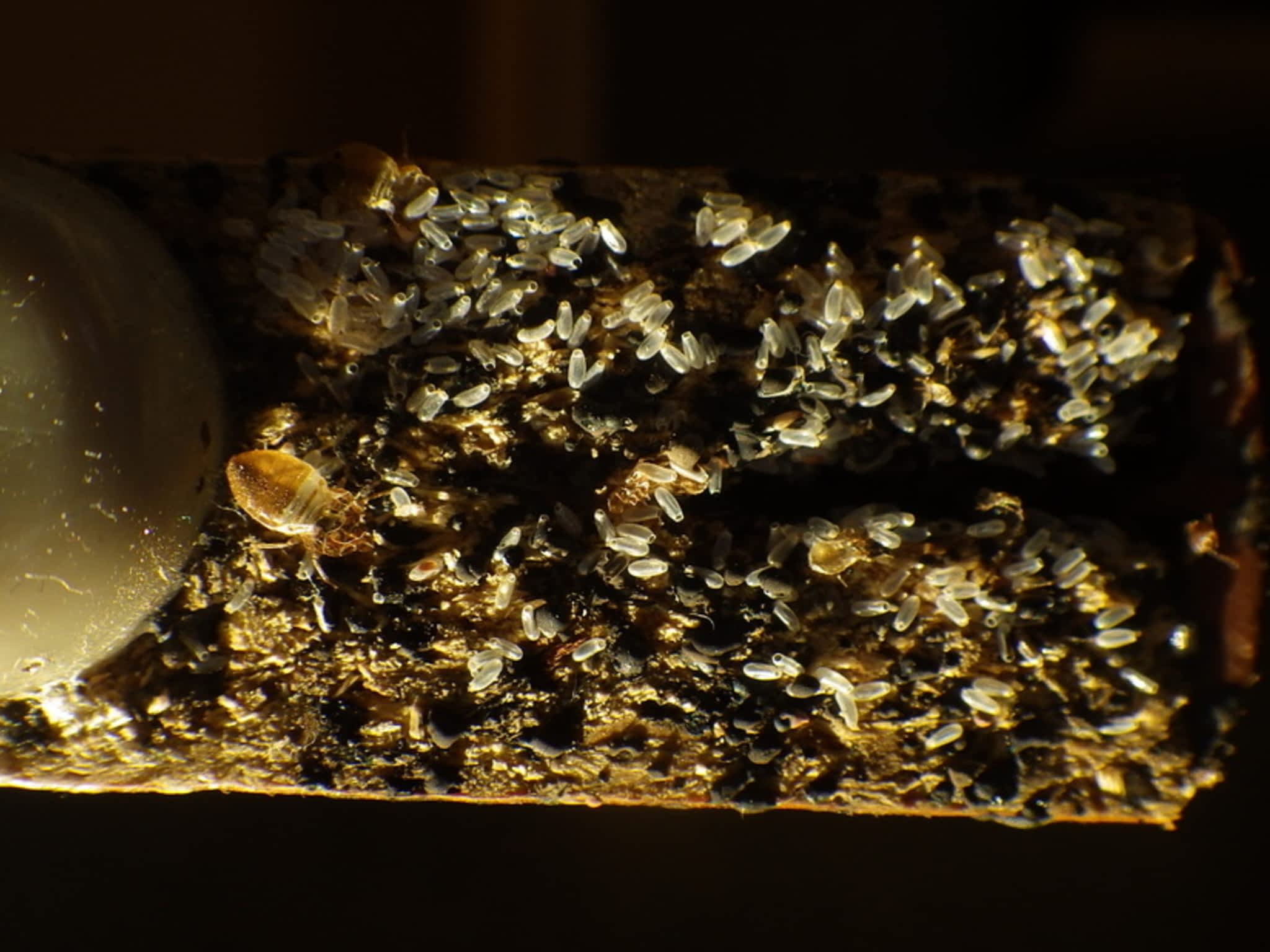 photo RATLAB Exterminators