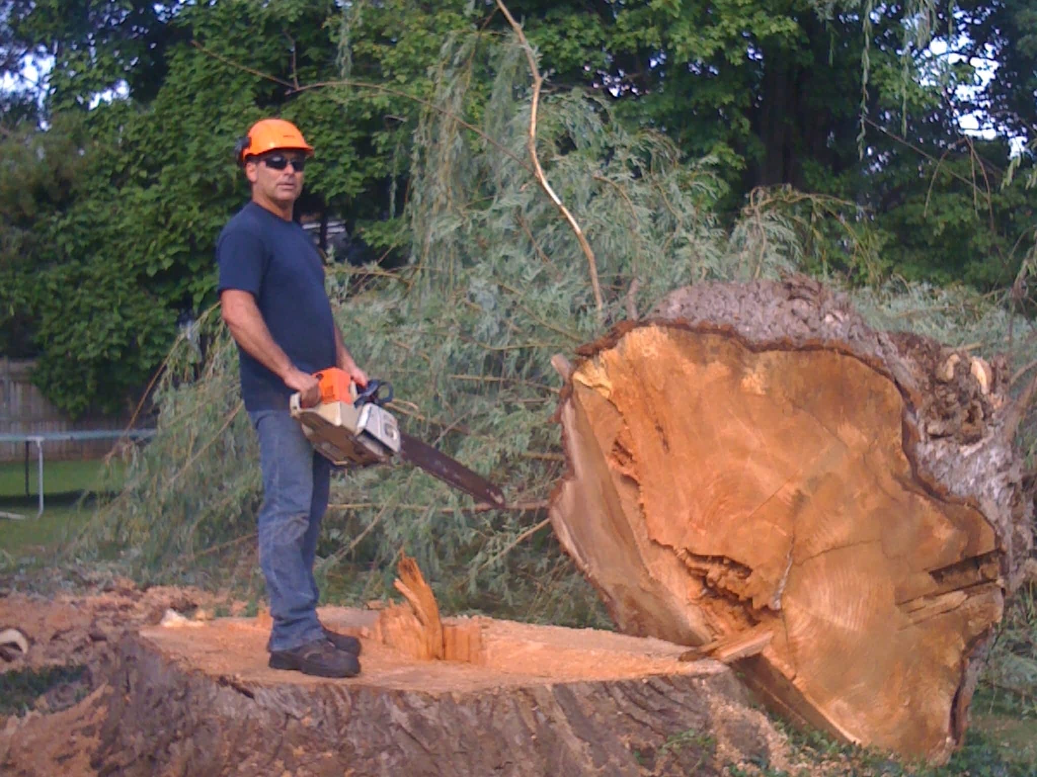 photo Tip Top Tree Service Ltd - Niagara Arborist