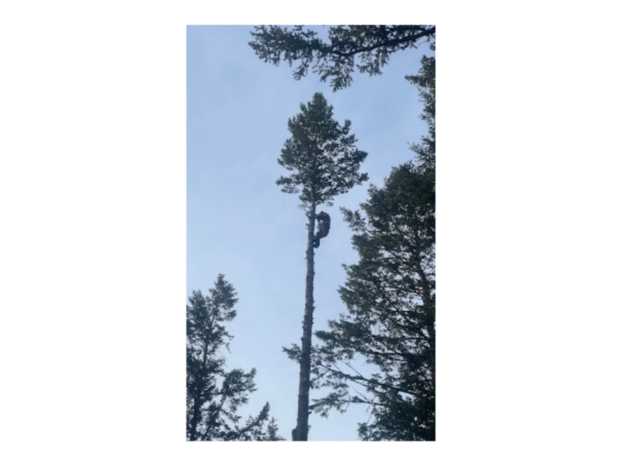 photo Western Arborist Services