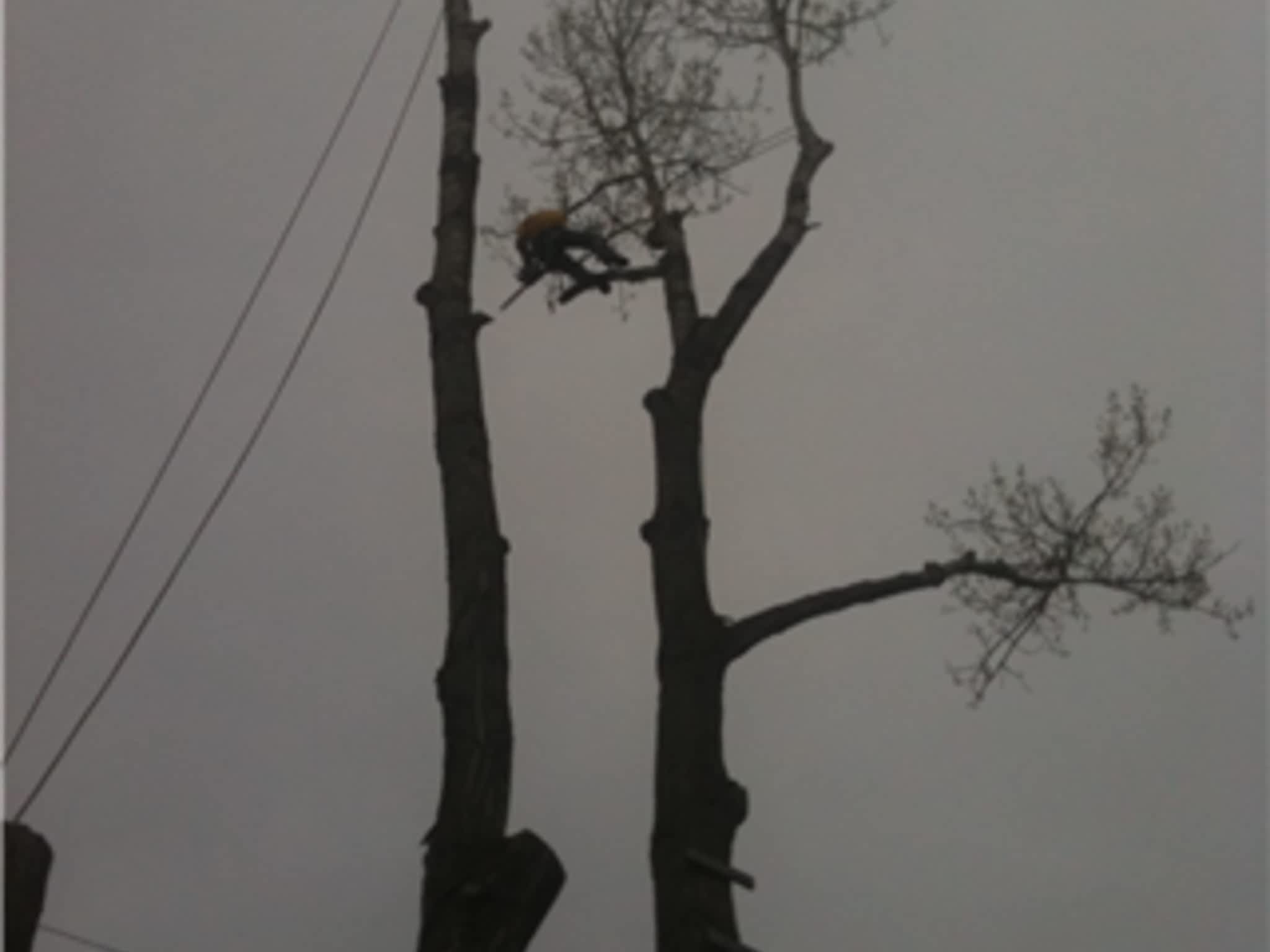 photo Allmac Tree Service