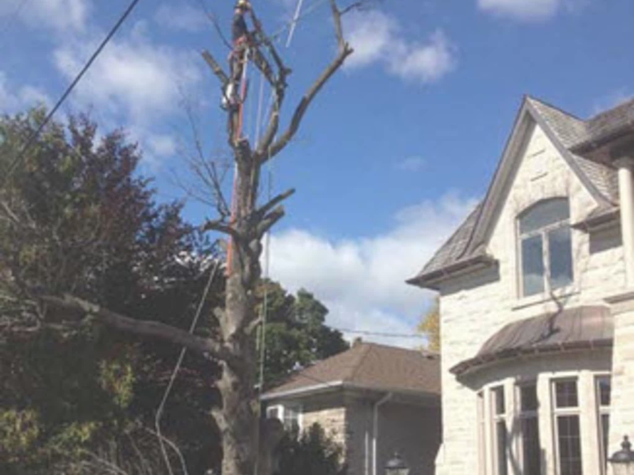 photo CBL Tree Service