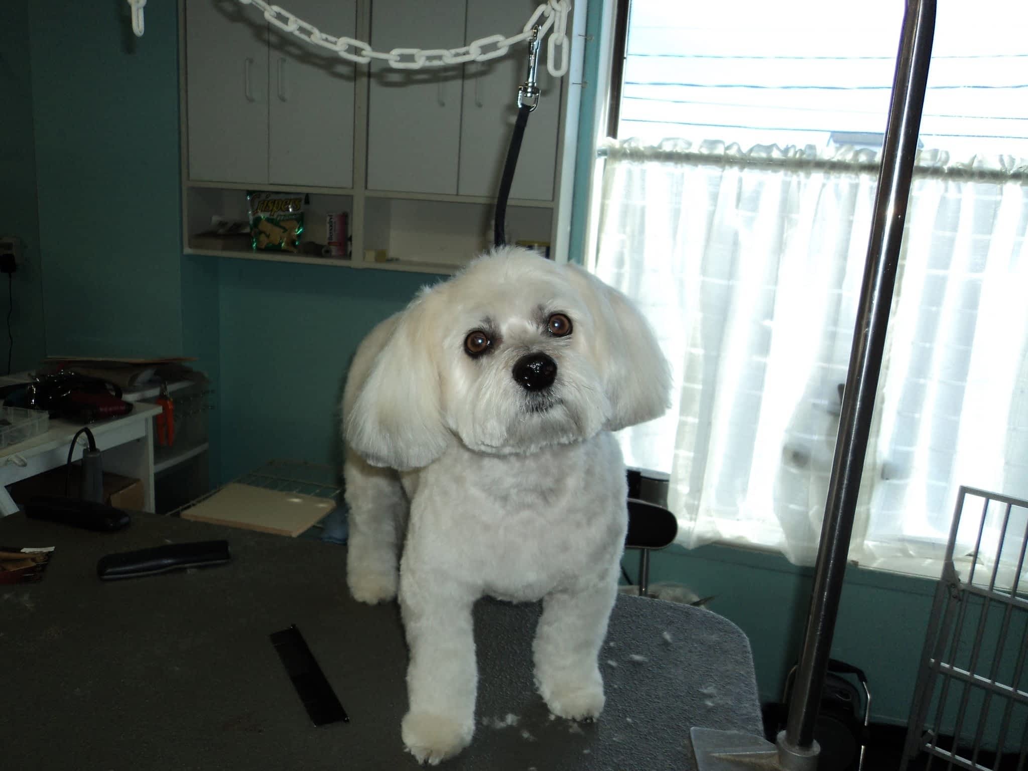 photo Soft Touch Dog Grooming