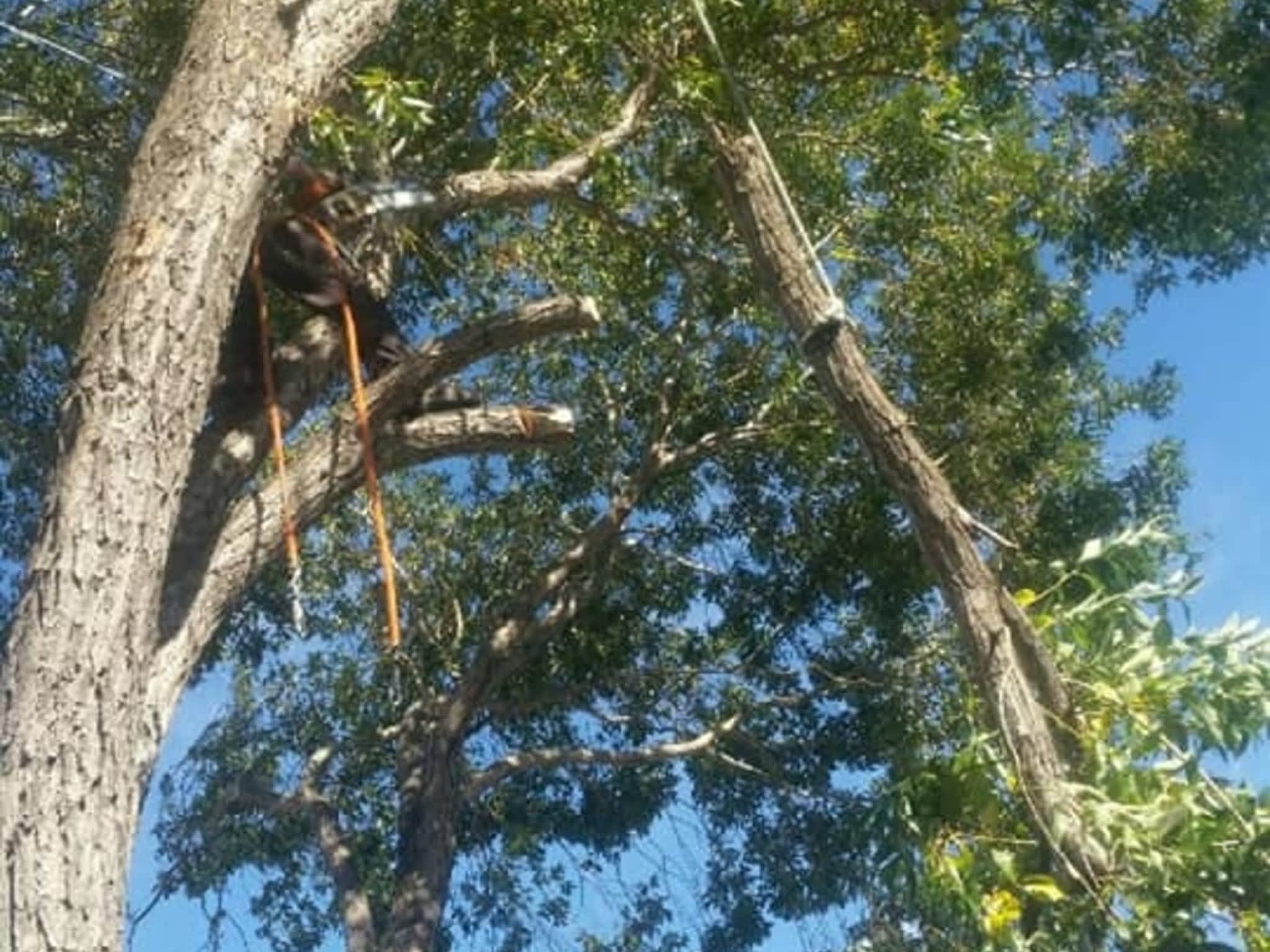 photo Tree Solutions