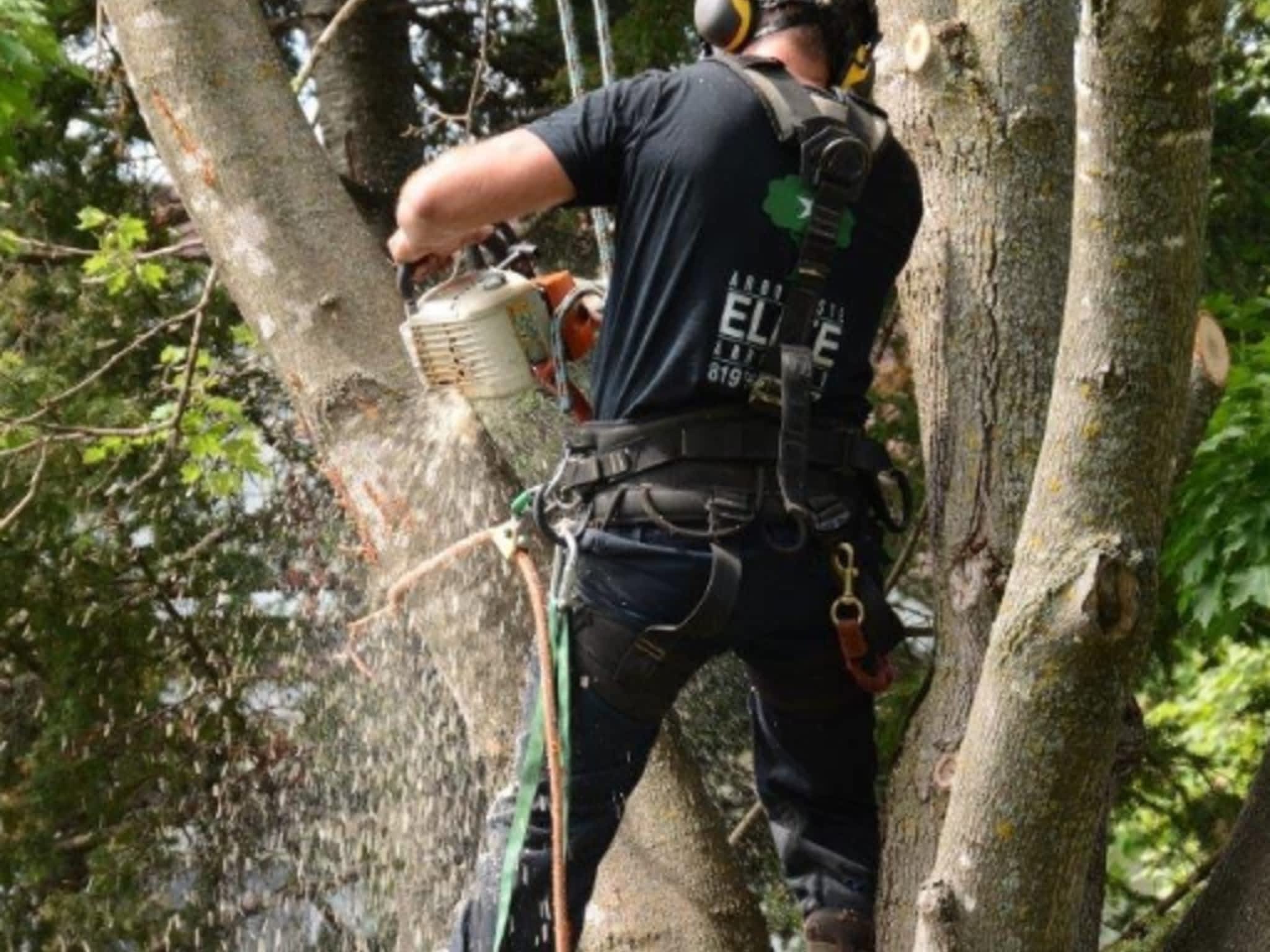 photo Arboriste Elite