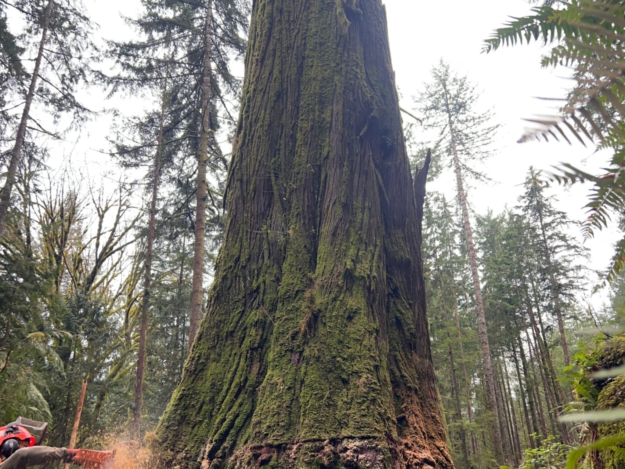 photo Valhalla Falling & Tree Services