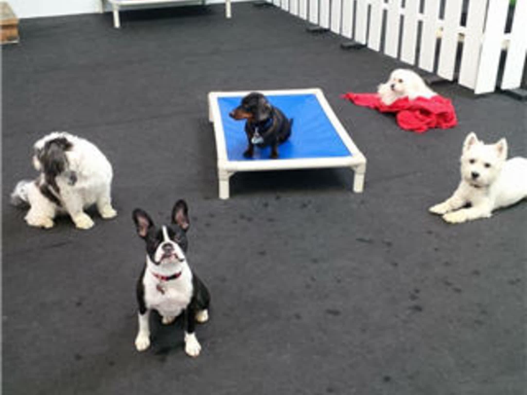 photo DogPlay Dog Daycare & Pet Supplies