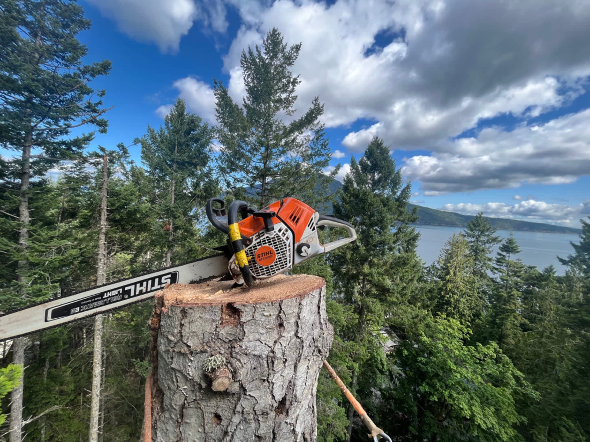 photo Evergreen Tree Service