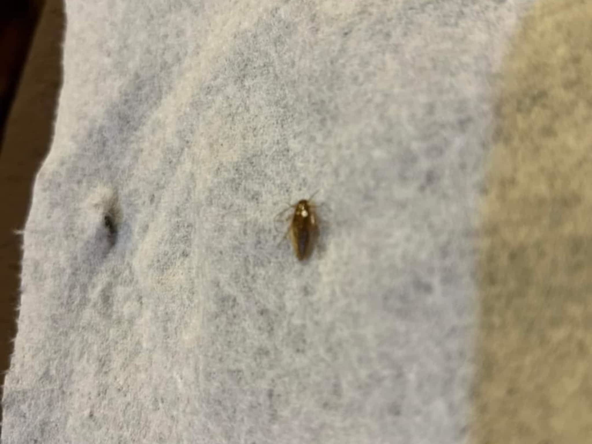 photo D Solution Extermination