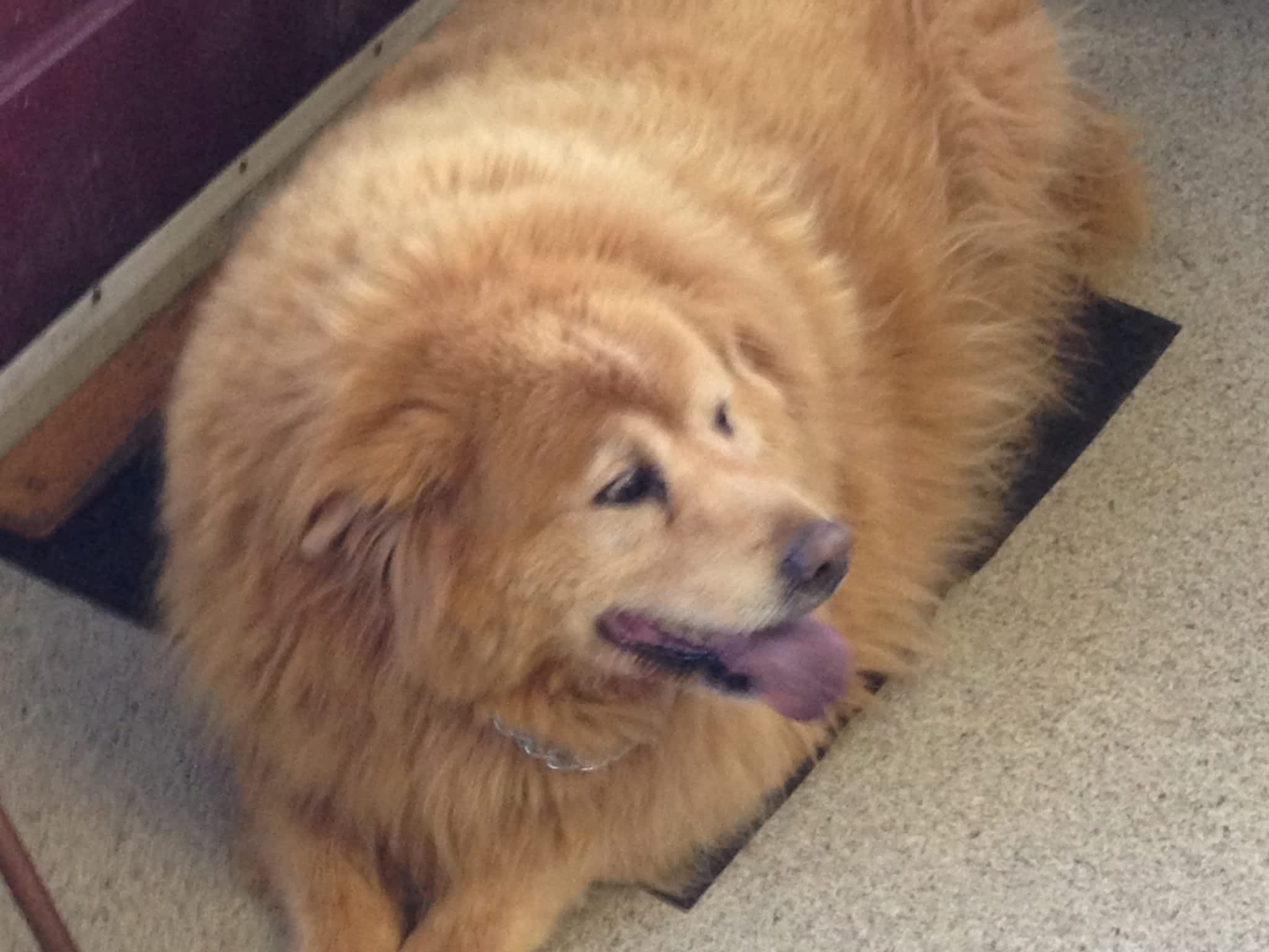 photo Added Touch Pet Grooming