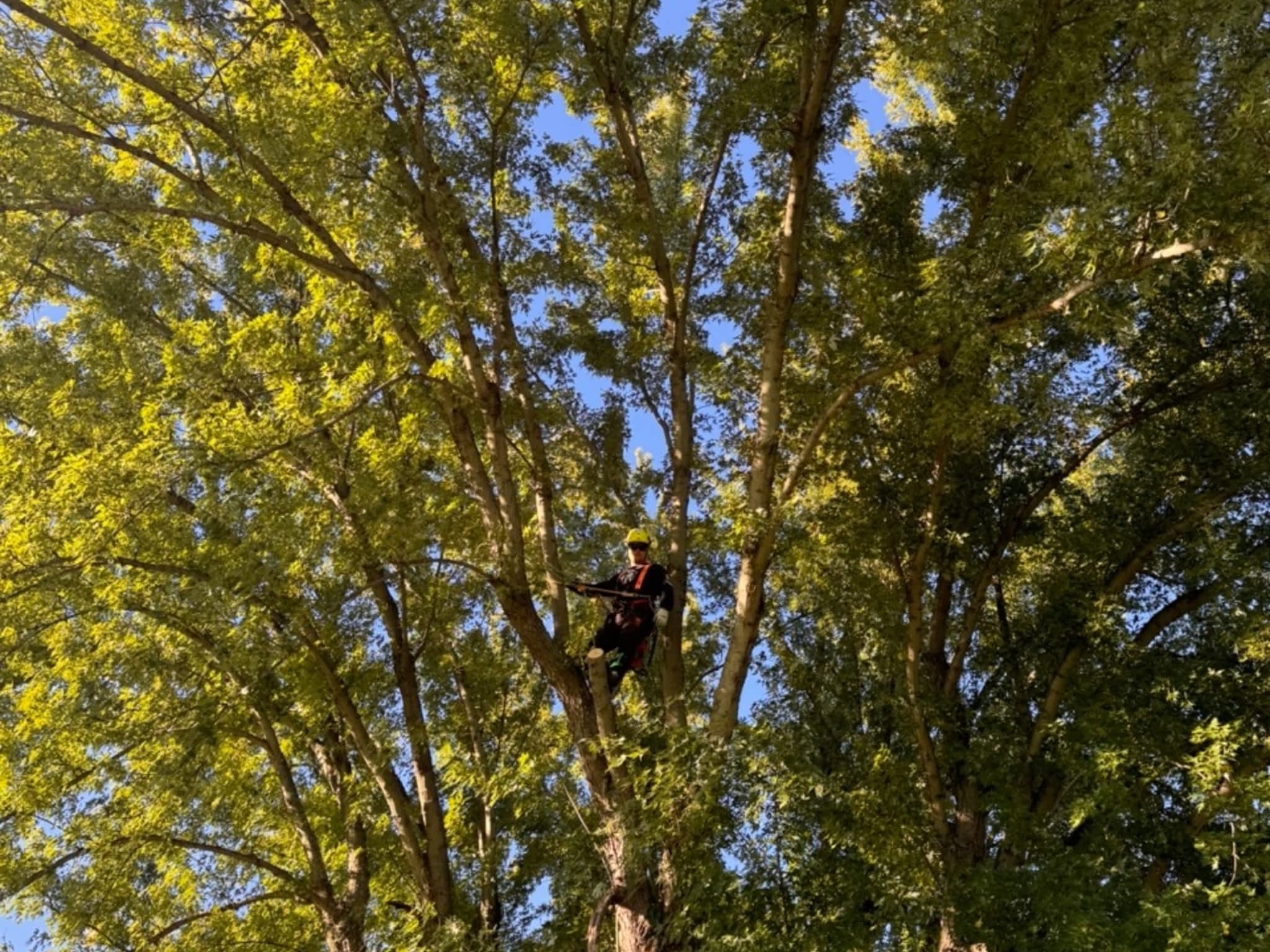 photo M. W. Tree Services