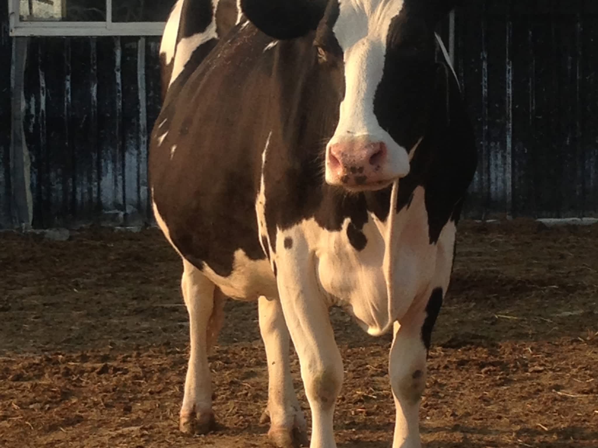 photo Cannington Veterinary Services